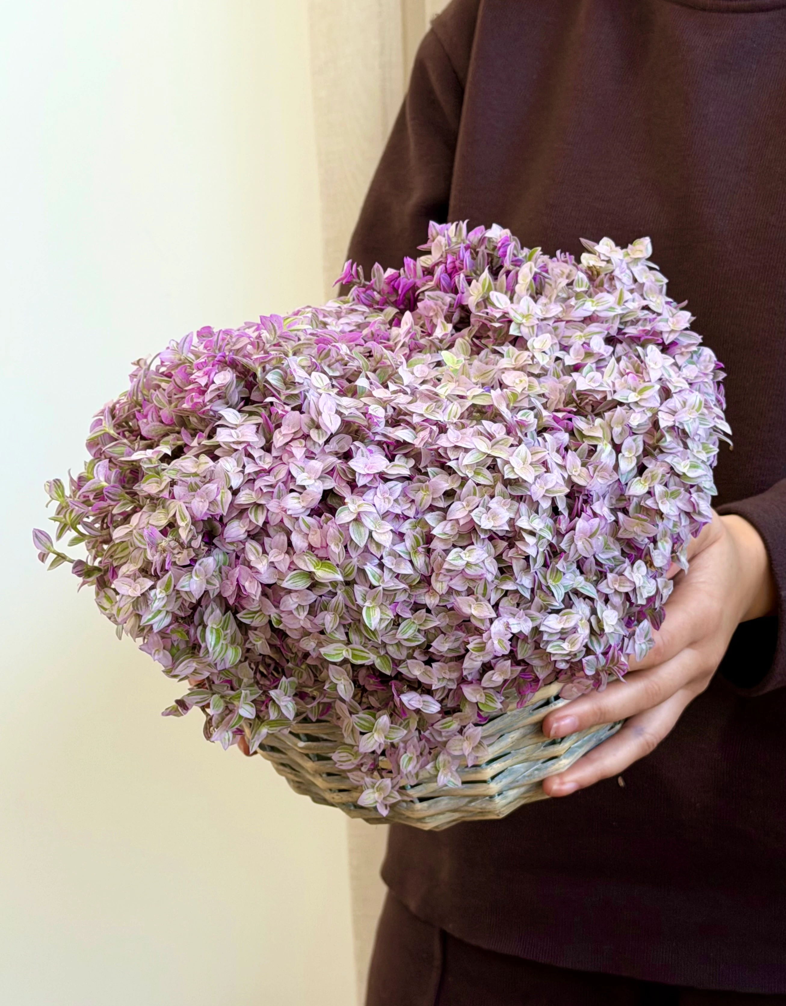 Pink Lady  Gri Poşetli Hasır Saksıda