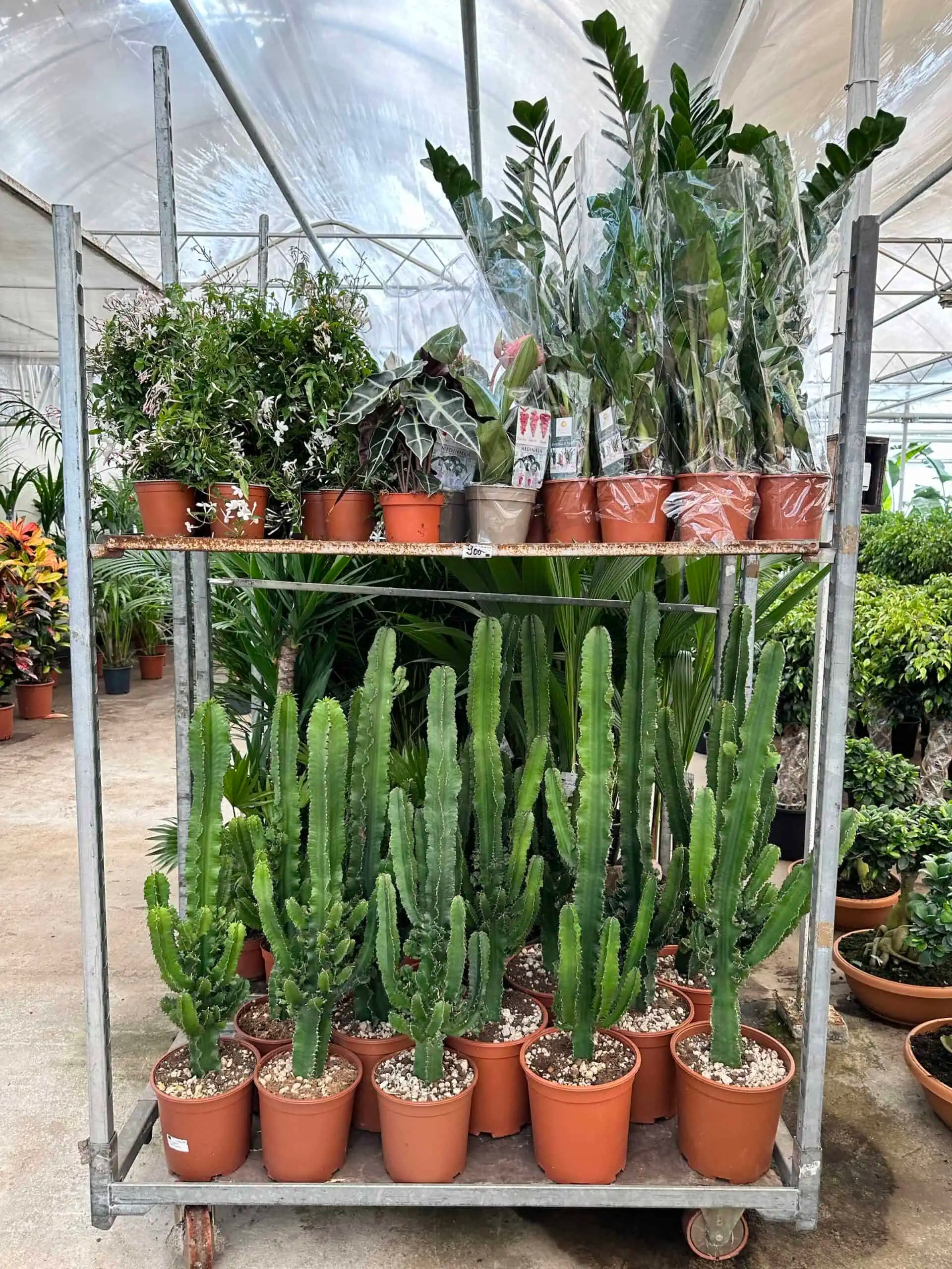 Euphorbia ingens Kaktüs 90-100 cm