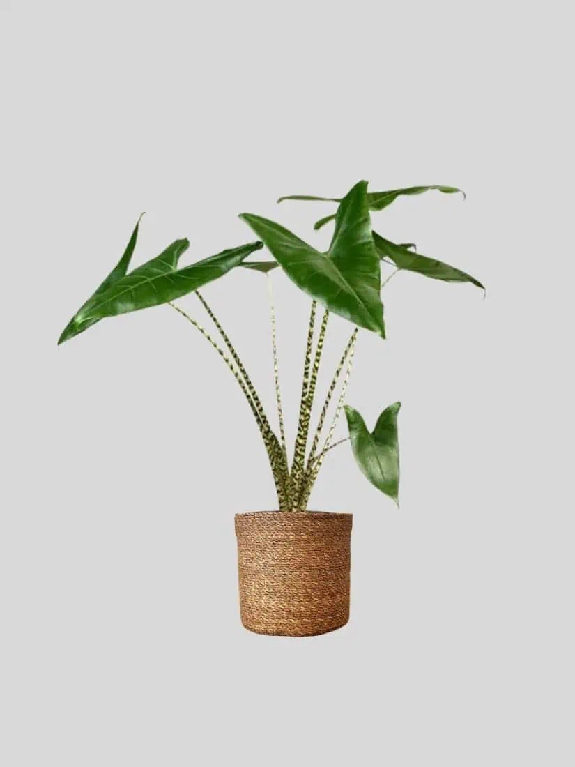 Alocasia Zebrina 90-100 cm Çok Köklü