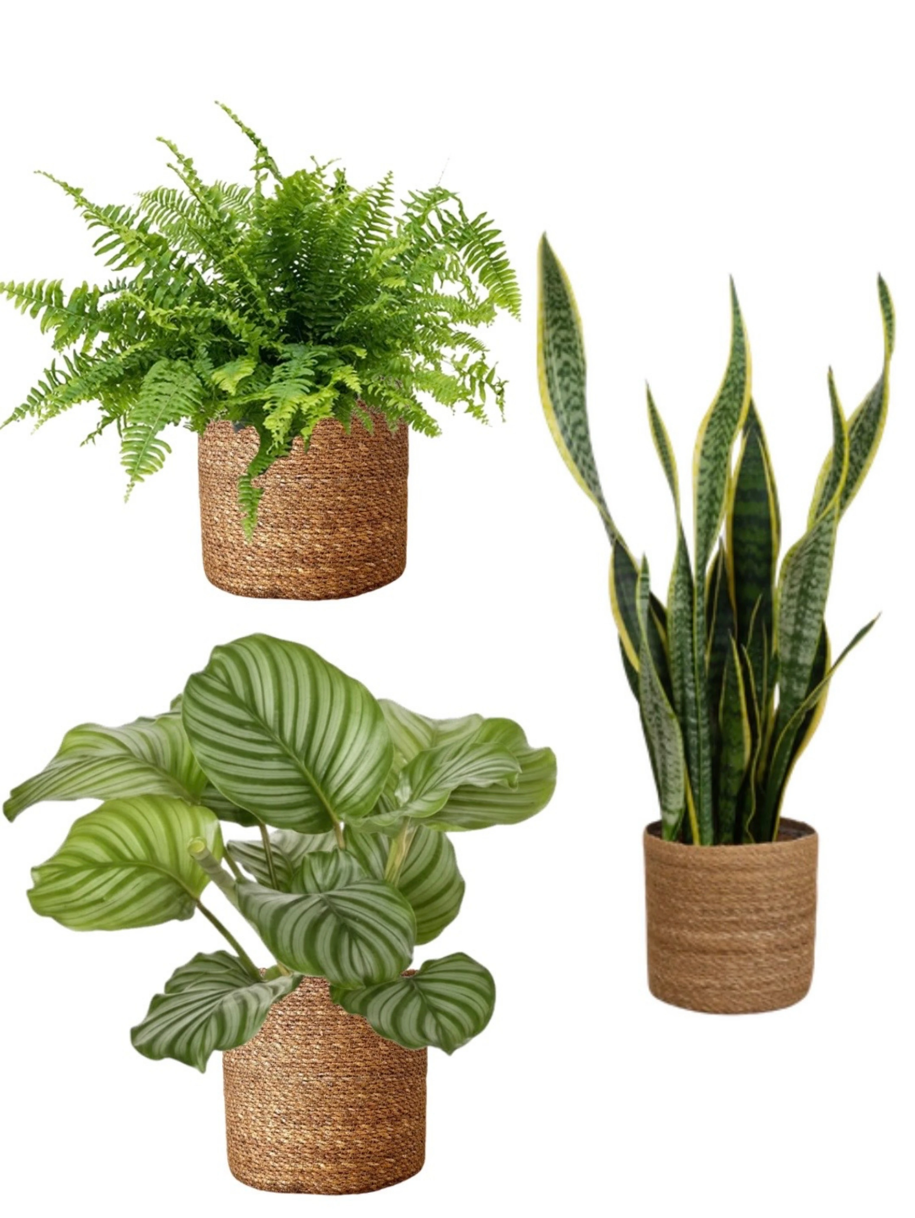 Kampanyal Bakm Kolay Bitki Seti ( 70-80 cm Kl Bitkisi - Ak Merdiveni  - Calathea Orbifolia )