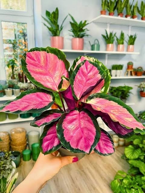 Calathea Favori 3’lü Set (white fusion-orbifolia-crimson)