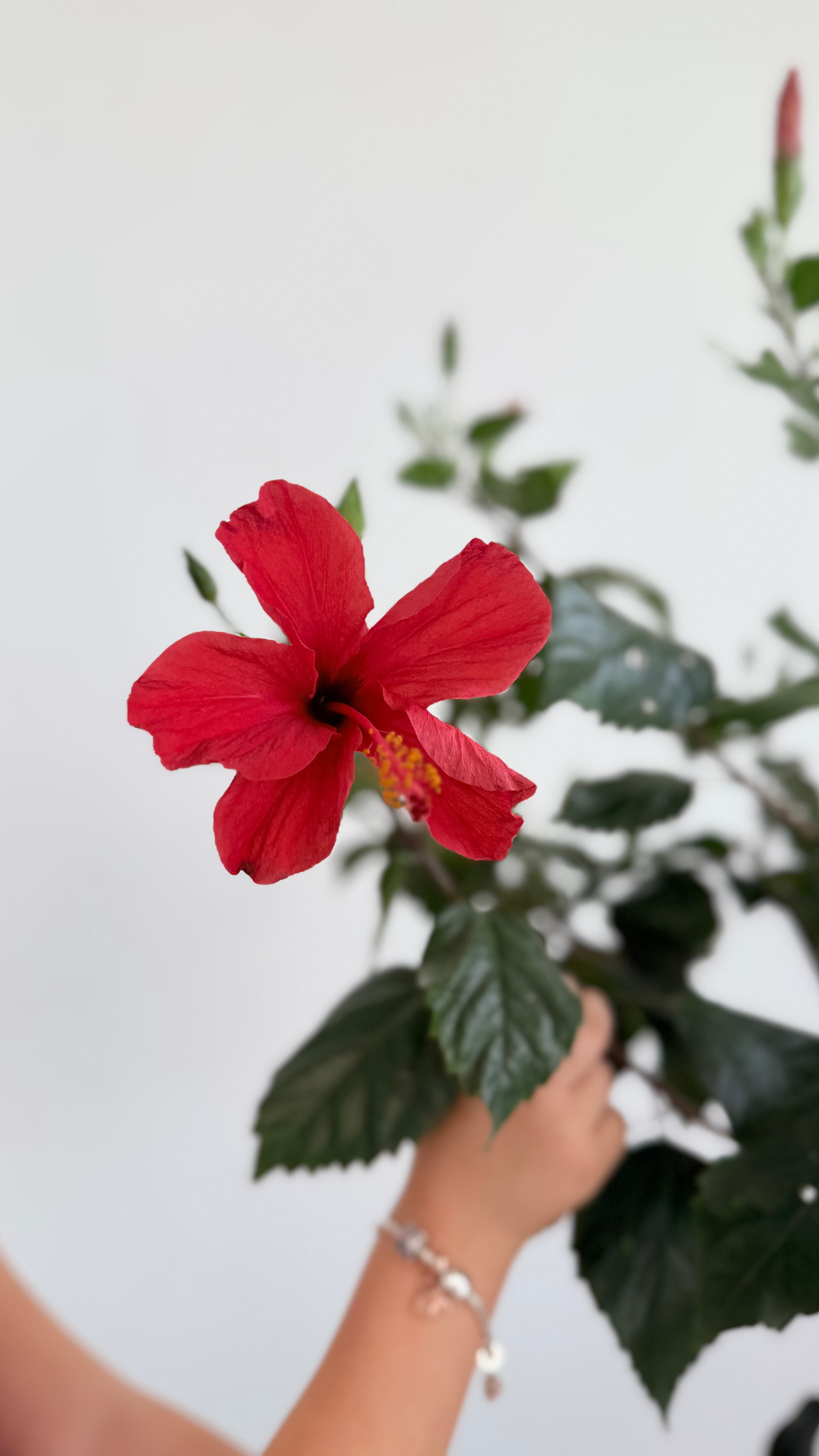 Japon Gülü Kırmızı 160-180 cm /Hibiskus-Hibiscus Rosa Sinensis