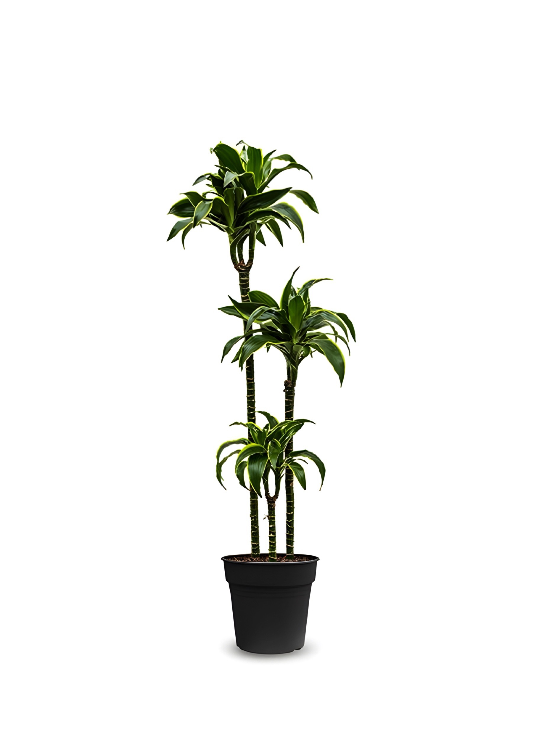 Dracaena Fragrans Dorado 130-140 cm Üç Köklü