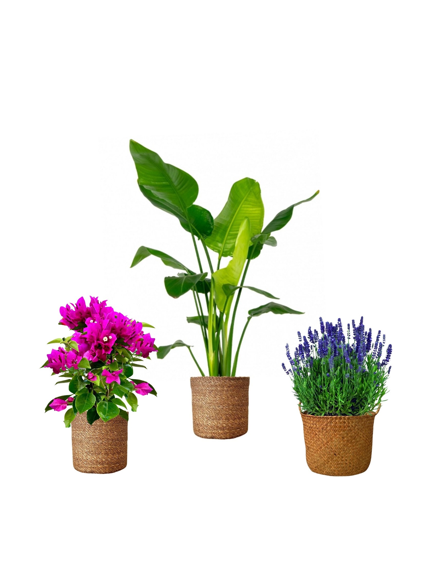 Balkon Seti /Starliçe90-100 cm-Lavanta-Begonvil Masa Boy