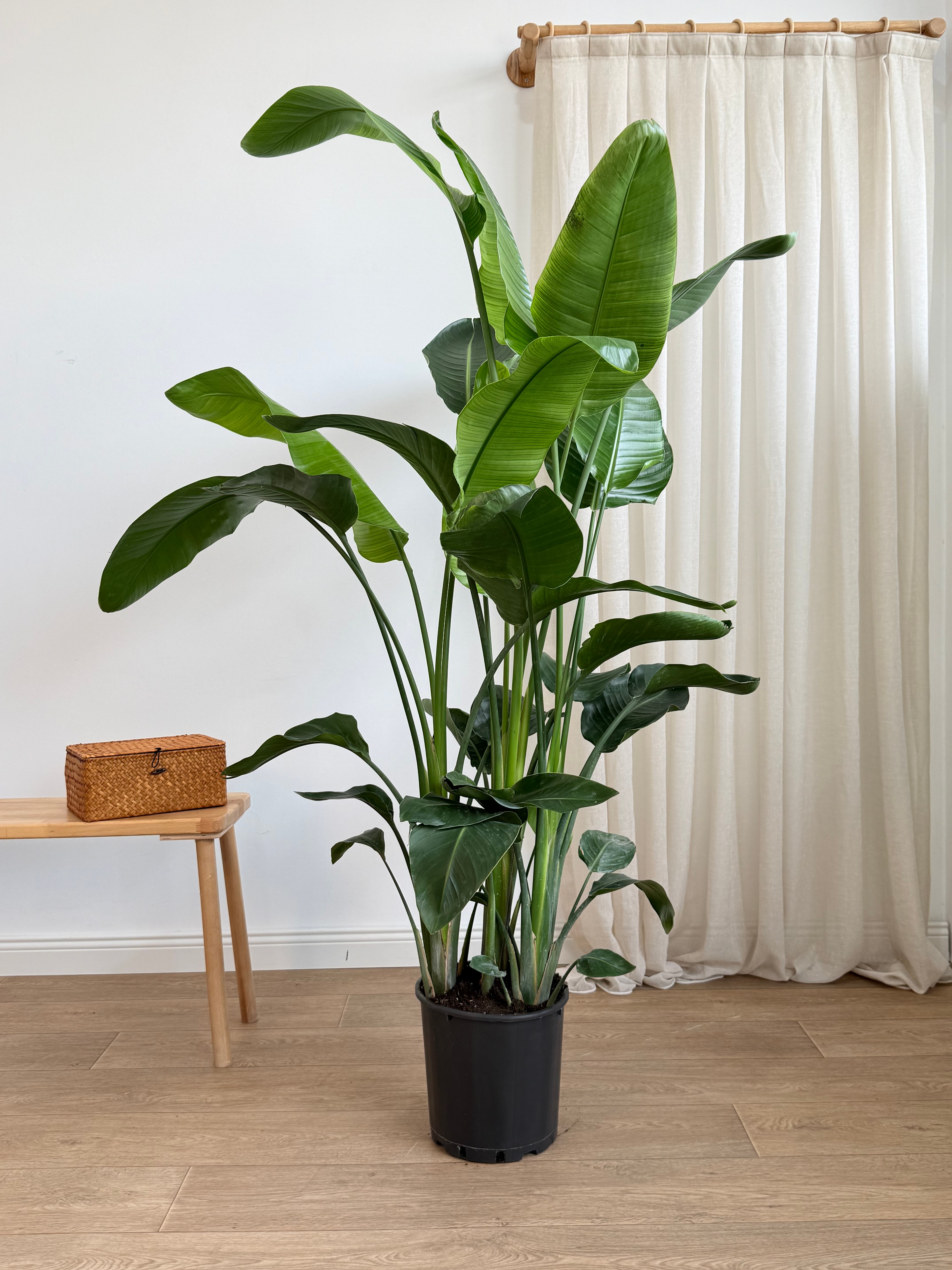 Starliçe- Altı Köklü Dolgun Form (Strelitzia Nicolai 180-200 cm )