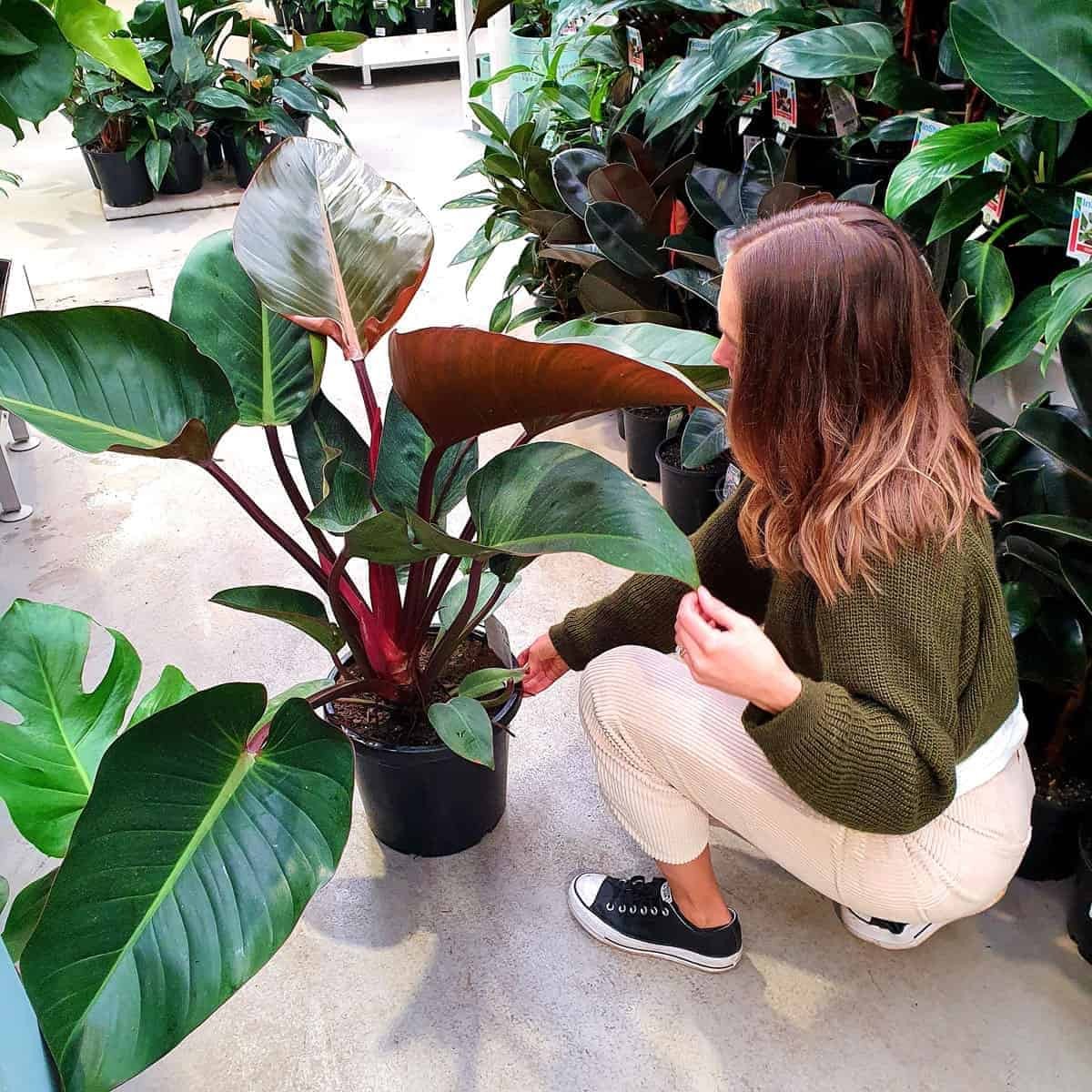 Philodendron Congo Rojo 70-80 cm 