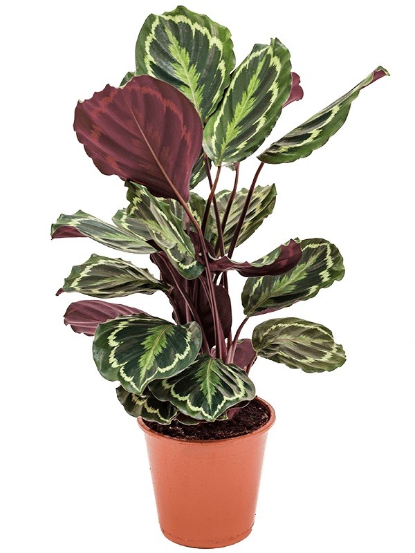 Calathea Medallion (45-55 cm)