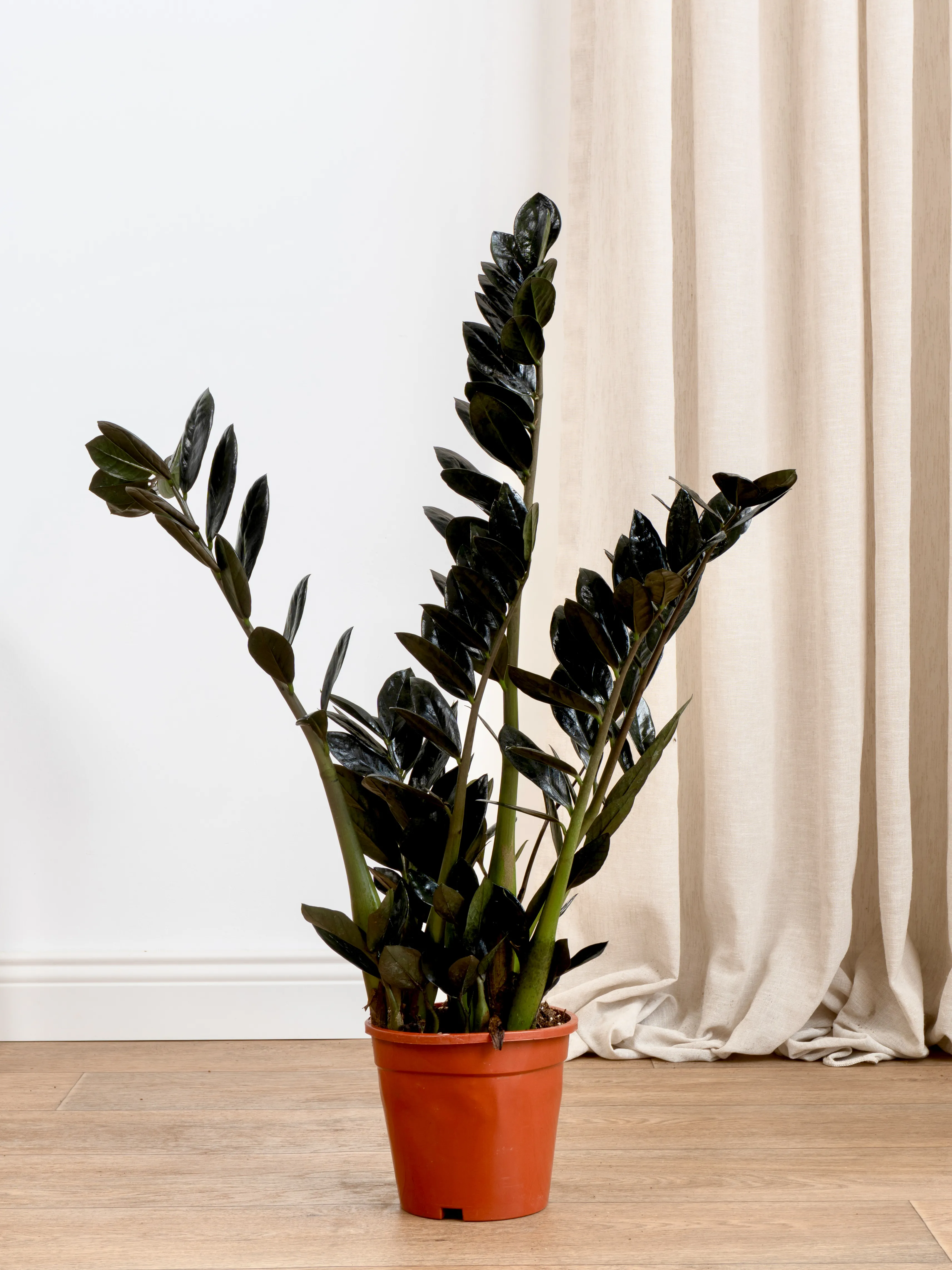 Siyah Zamia (özel tür)