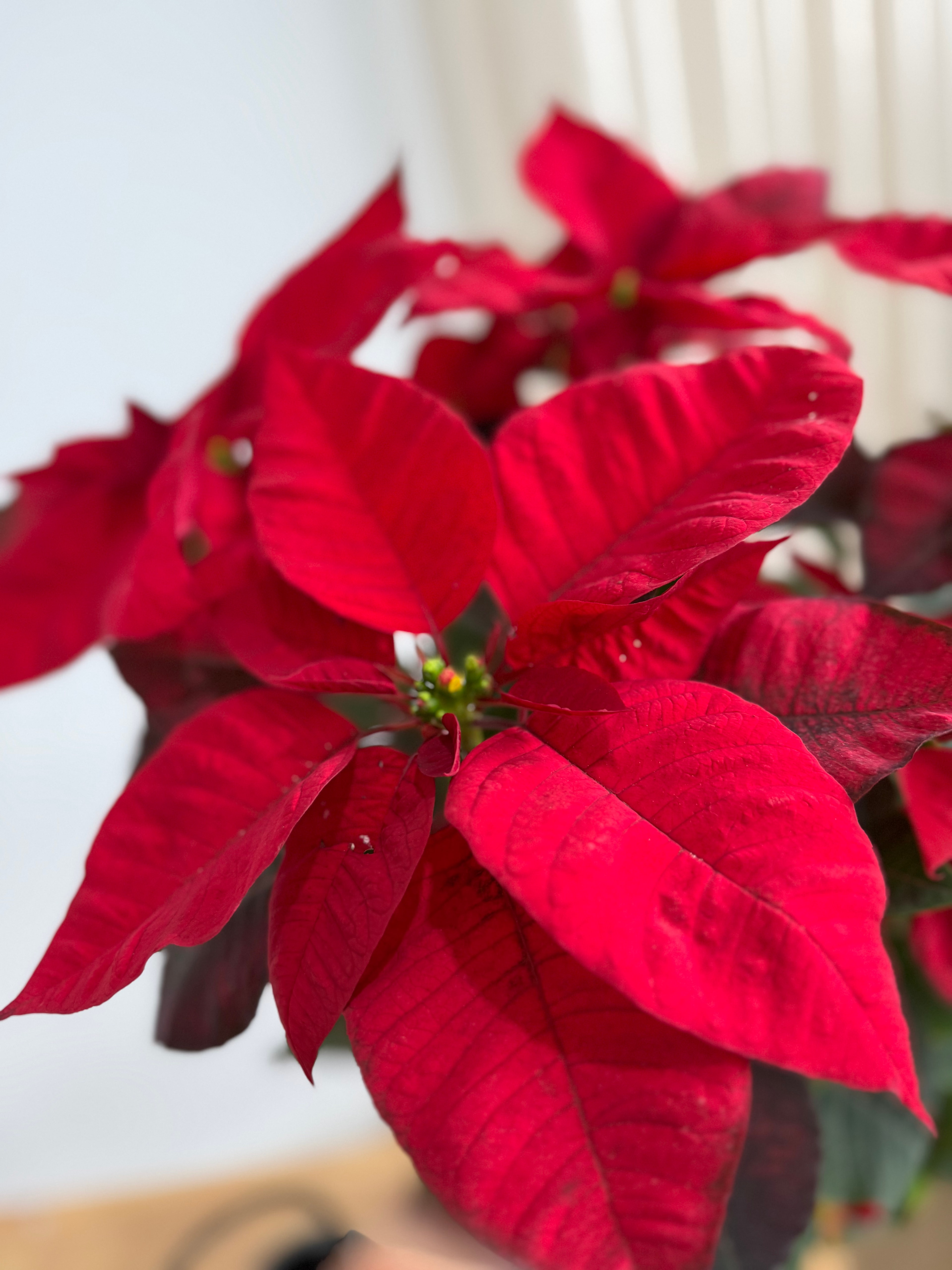 Poinsettia XXL 60-70 cm