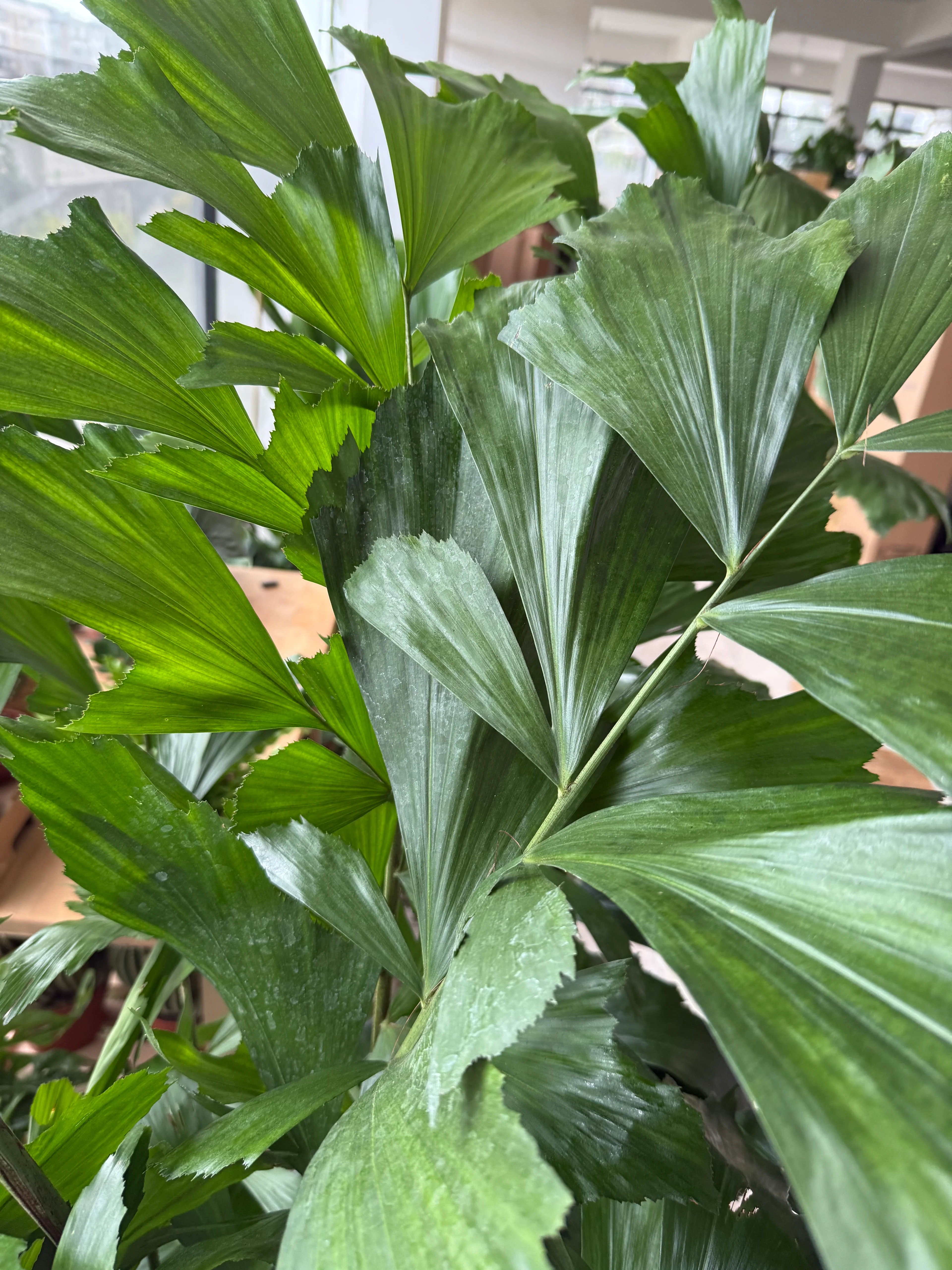 Caryota Mitis (Balık Kuyruğu Palmiyesi) | İthal Premium Büyük Boy Salon Bitkisi