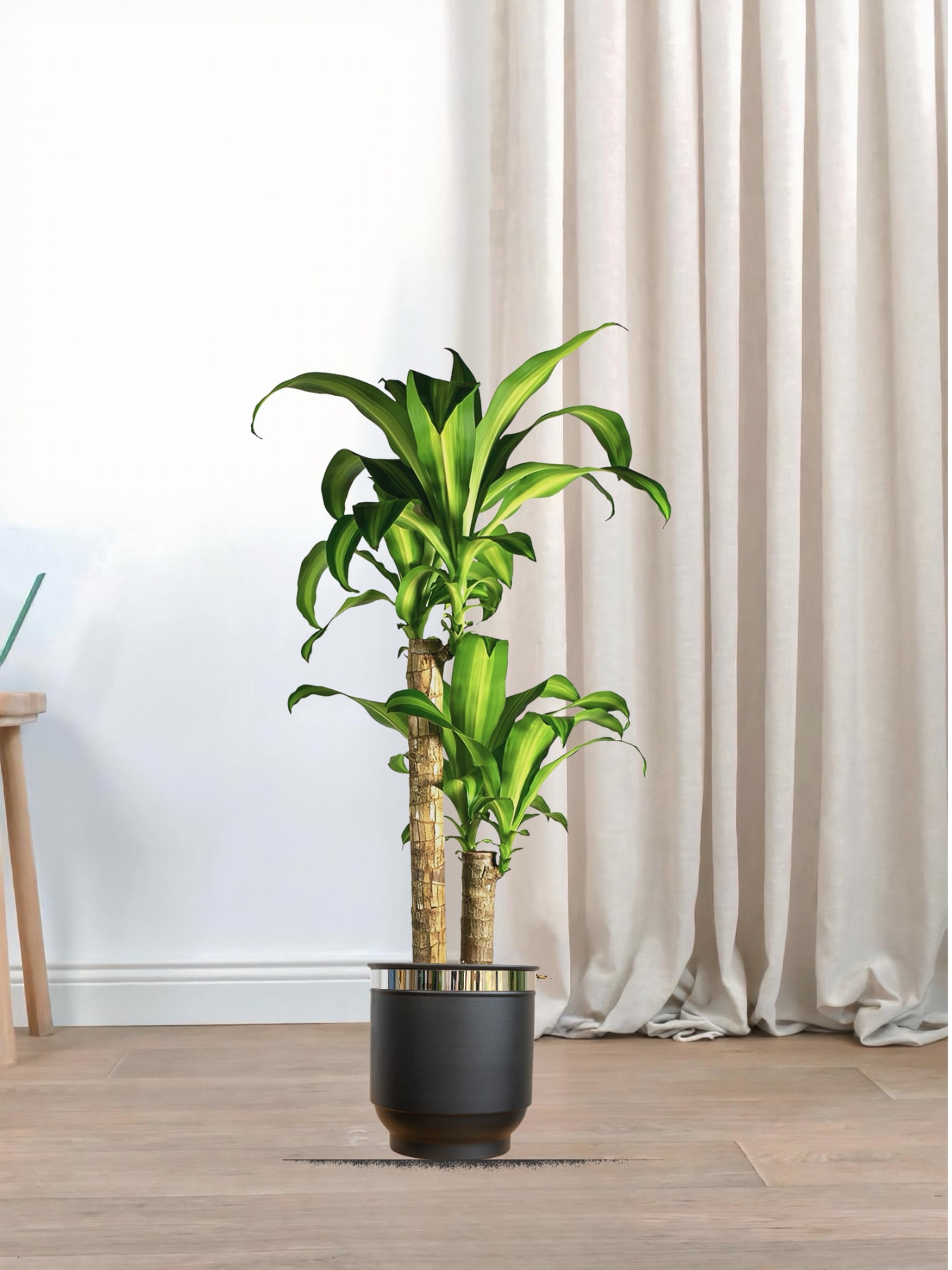 Dracaena Massengena 2 Gövdeli- (Yuka 90-100 cm)