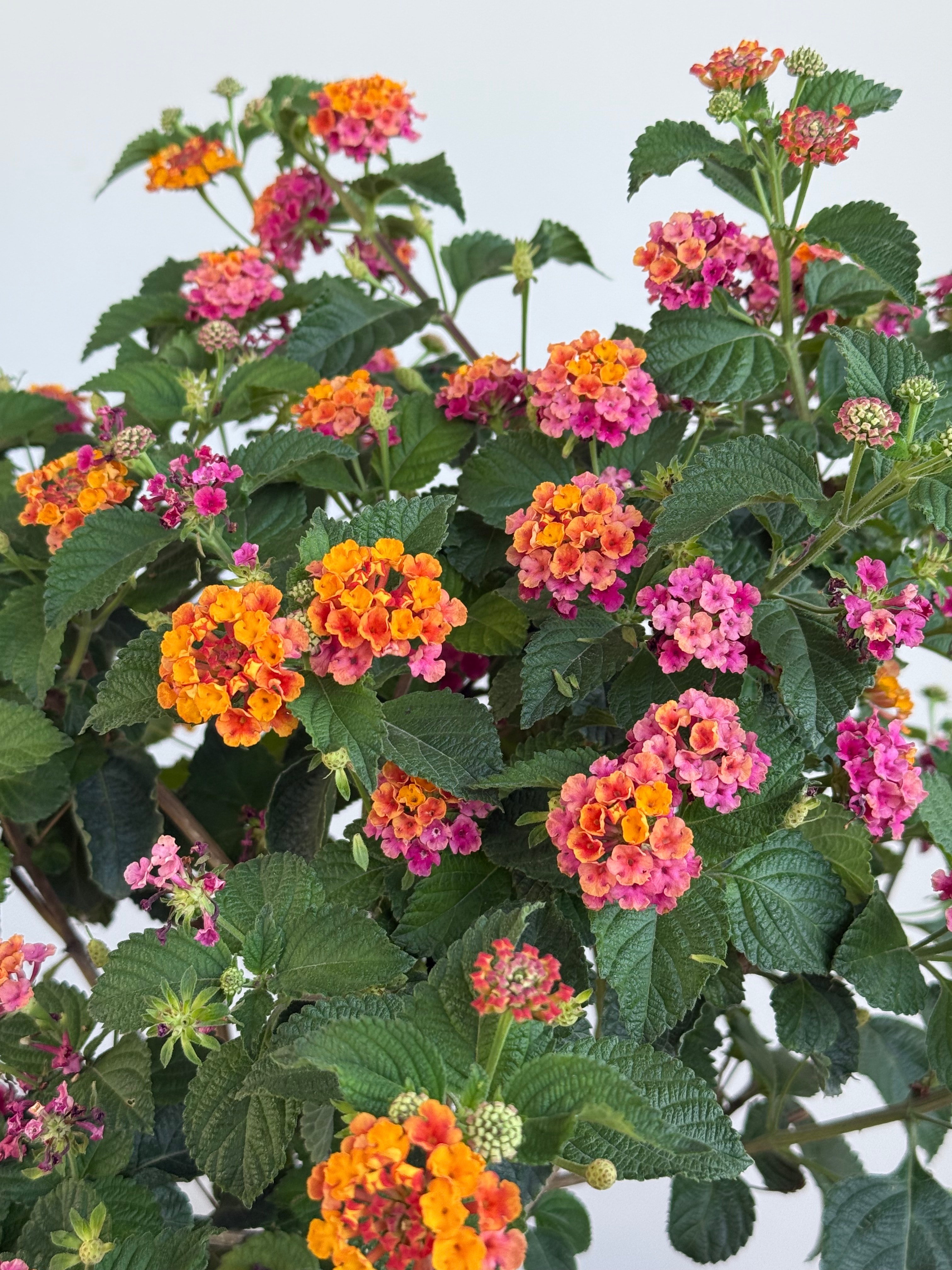 Ağaç Formu Mine Tijli  130-140 cm (Lantana Camara)