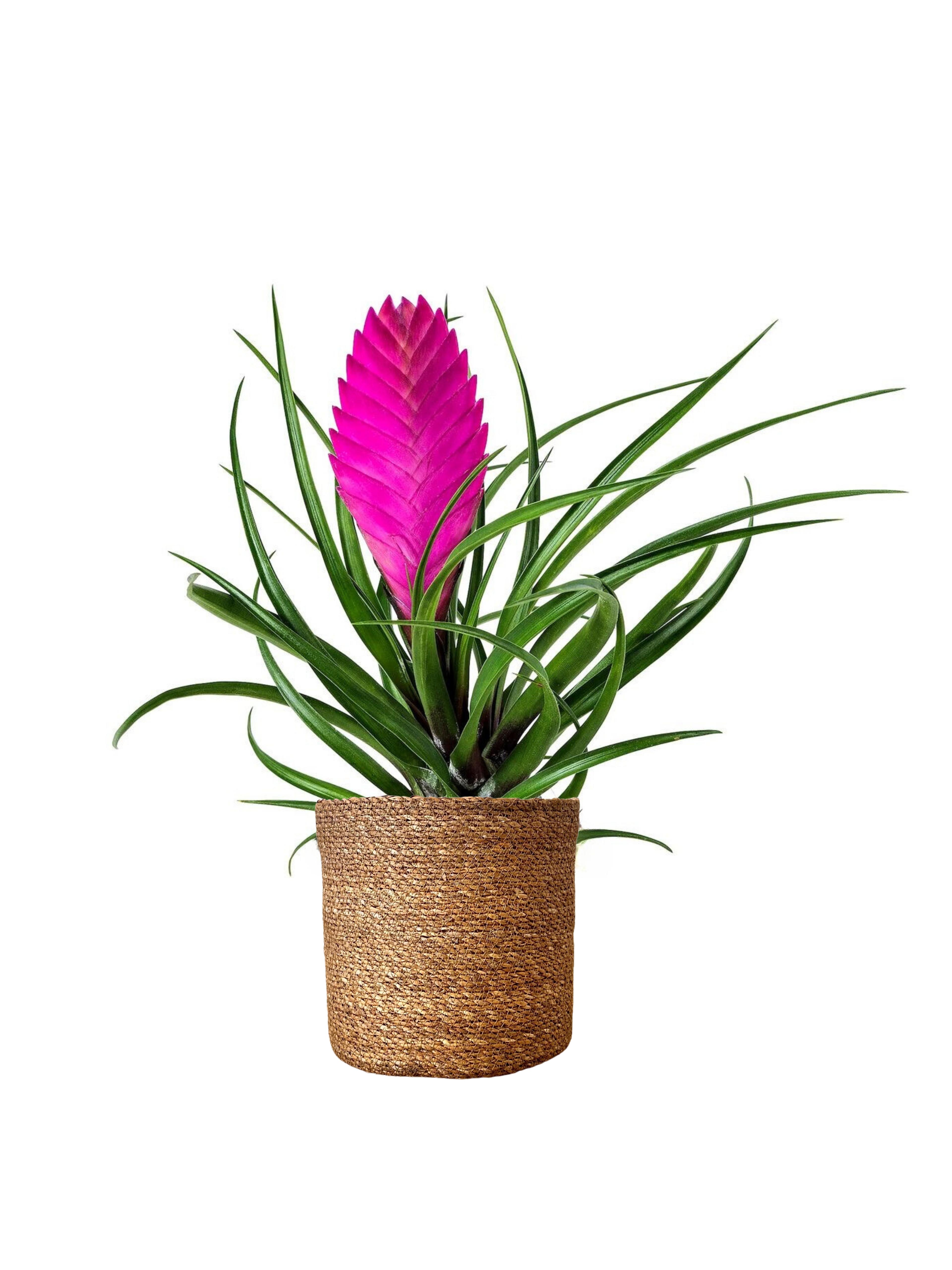 Tillandsia Cyanea (Vincent-Hava Bitkisi)