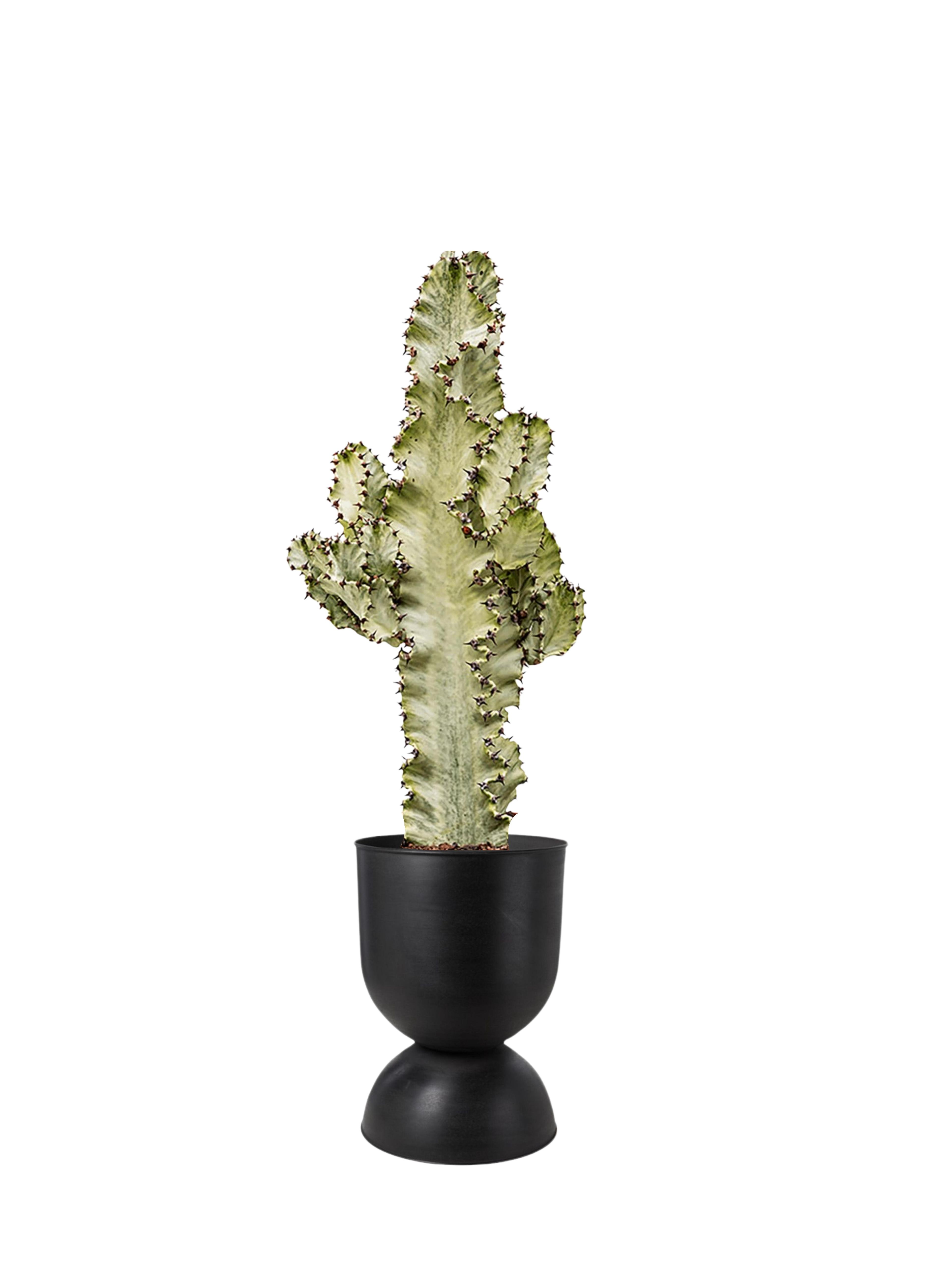 Euphorbia ingens veriagata 70 cm | Kaktüs