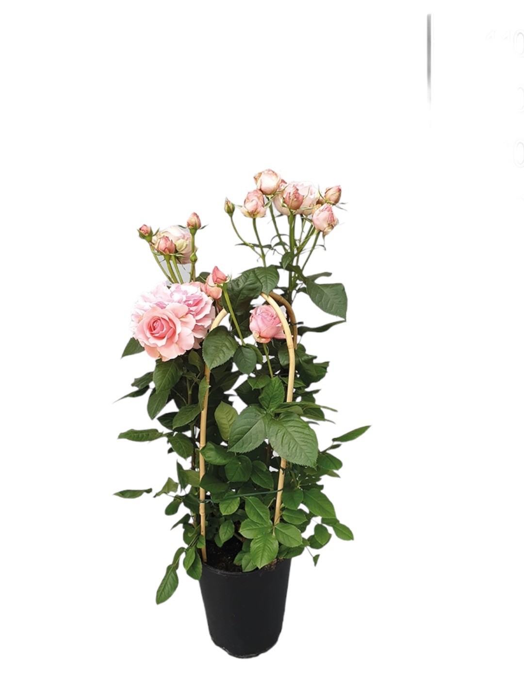 Gül (80-90 cm ithal bambu çardaklı)