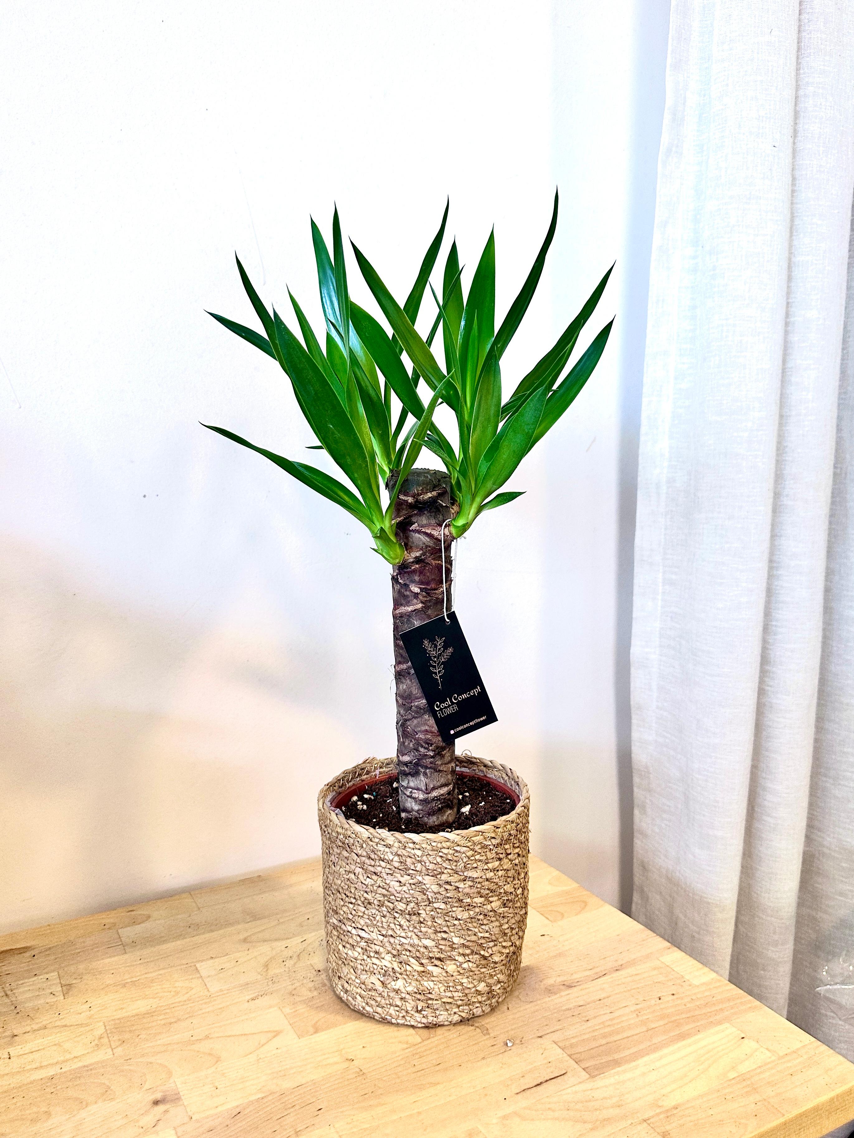 Yucca (Yuka) Tek Kollu (50 cm)