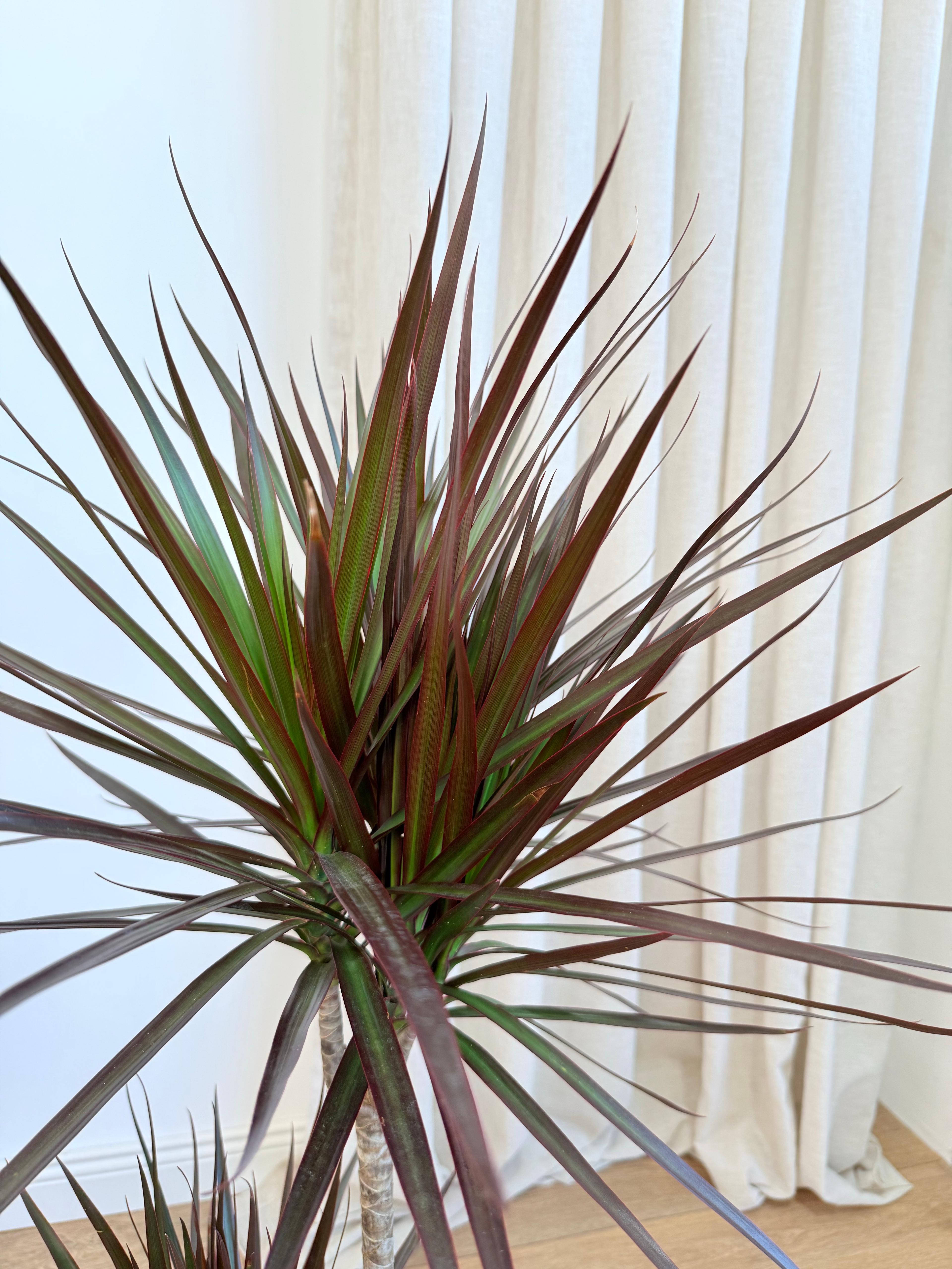 Dracena Marginata İki Köklü 110-130 cm Burgundy Kırmızı