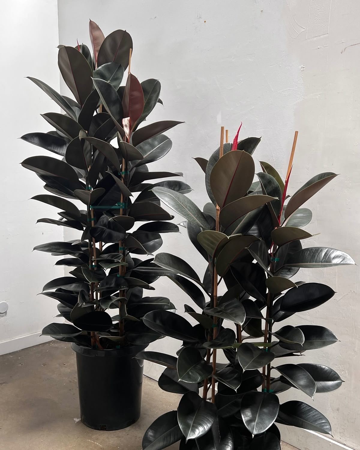 Kauçuk Çiçeği - Siyah Kauçuk Bitkisi (170-190 cm Üç Köklü Ficus Elastica)