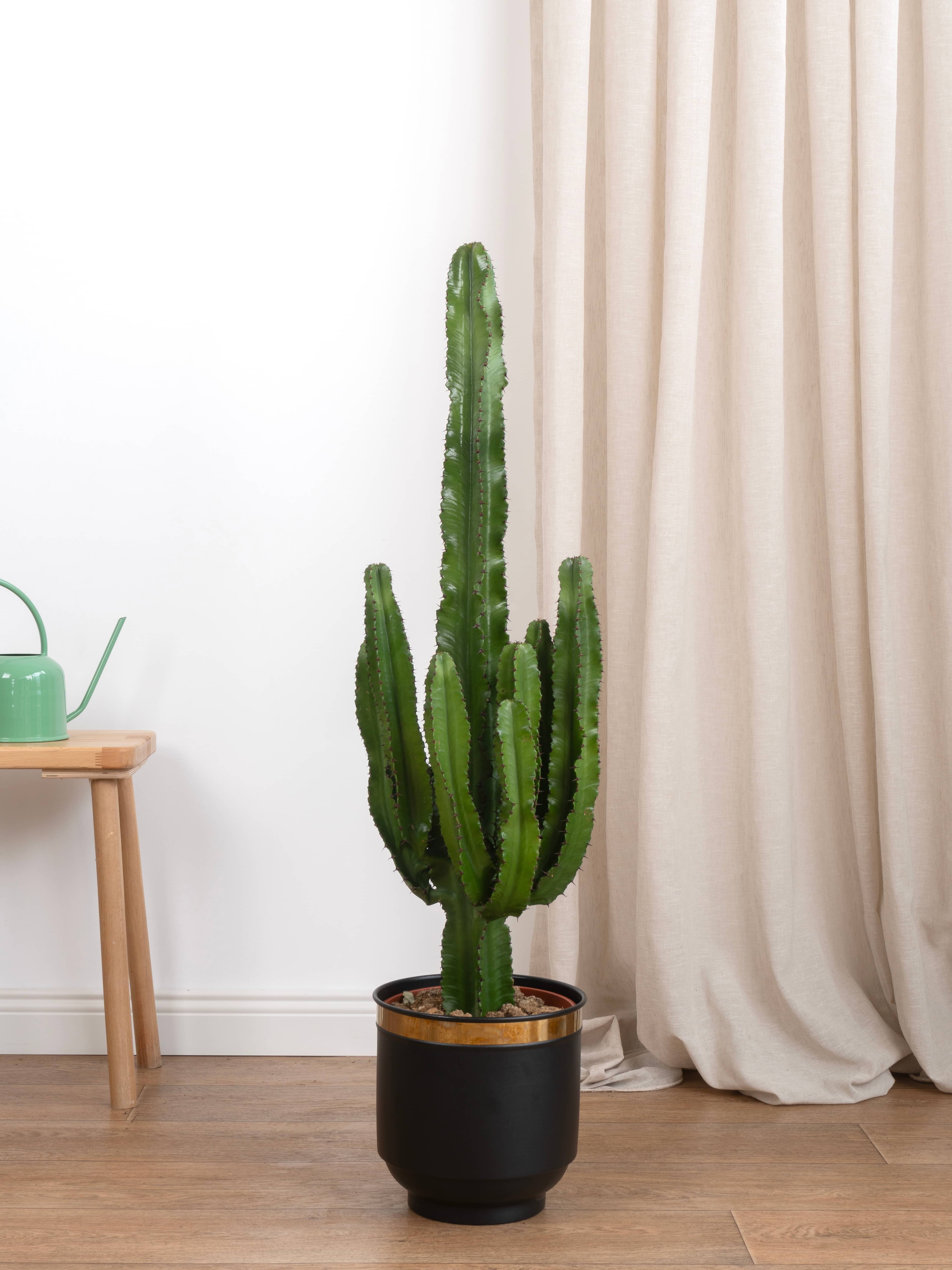 Euphorbia İngens (Eritrea) Anaç Çatallı  90-100 cm| Büyük Boy Kaktüs