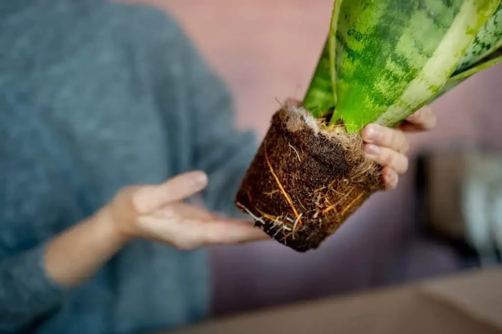 Saksı Seçimi: Bitkinizin İhtiyaçlarına Göre Doğru Saksıyı Bulma