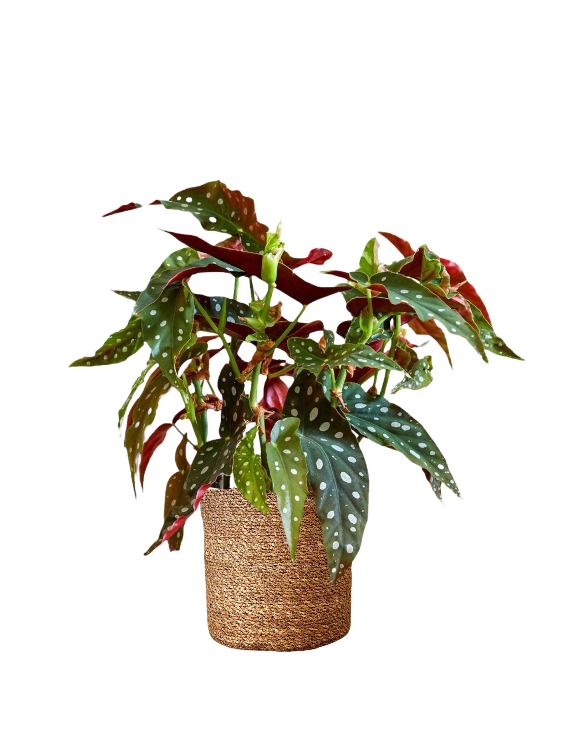 Begonia Maculata (Çilli Begonia)