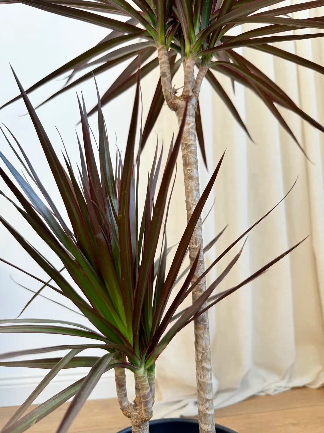 Krmz Dracena Marginata - ki Kkl | Cool Concept Flower