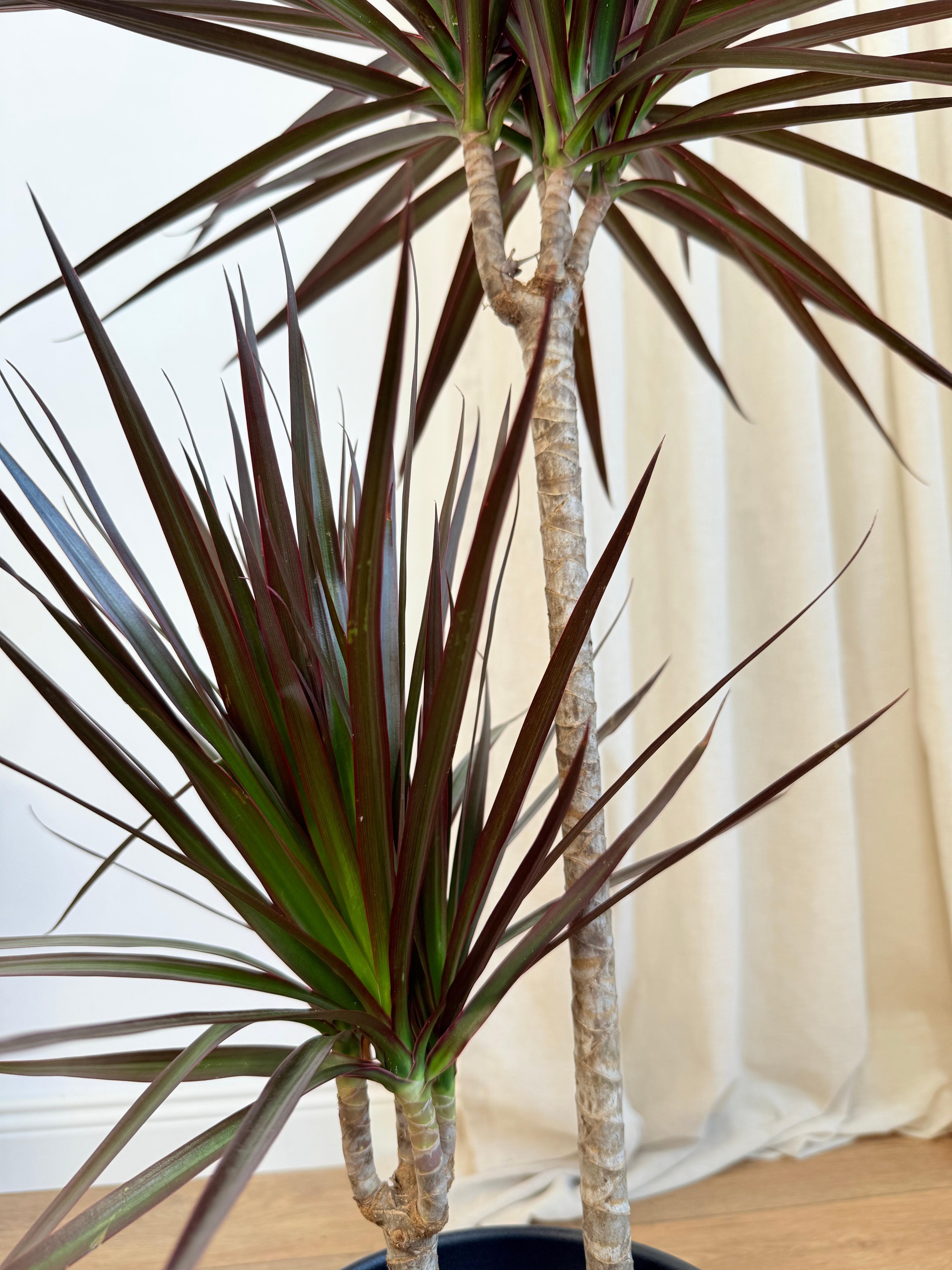 Dracena Marginata İki Köklü 110-130 cm Burgundy Kırmızı