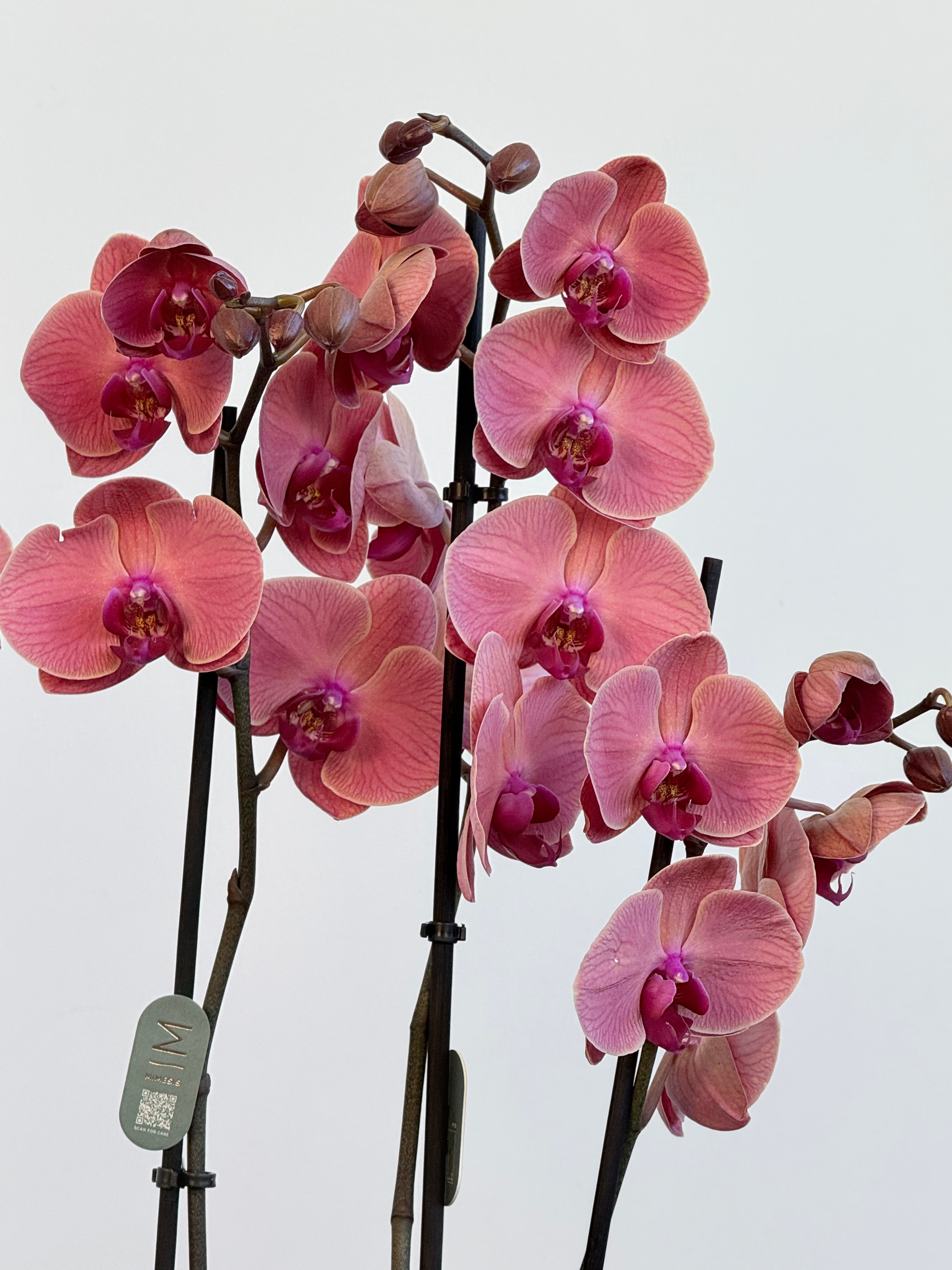 Orkide Somon Dört Dallı (İthal Premium)