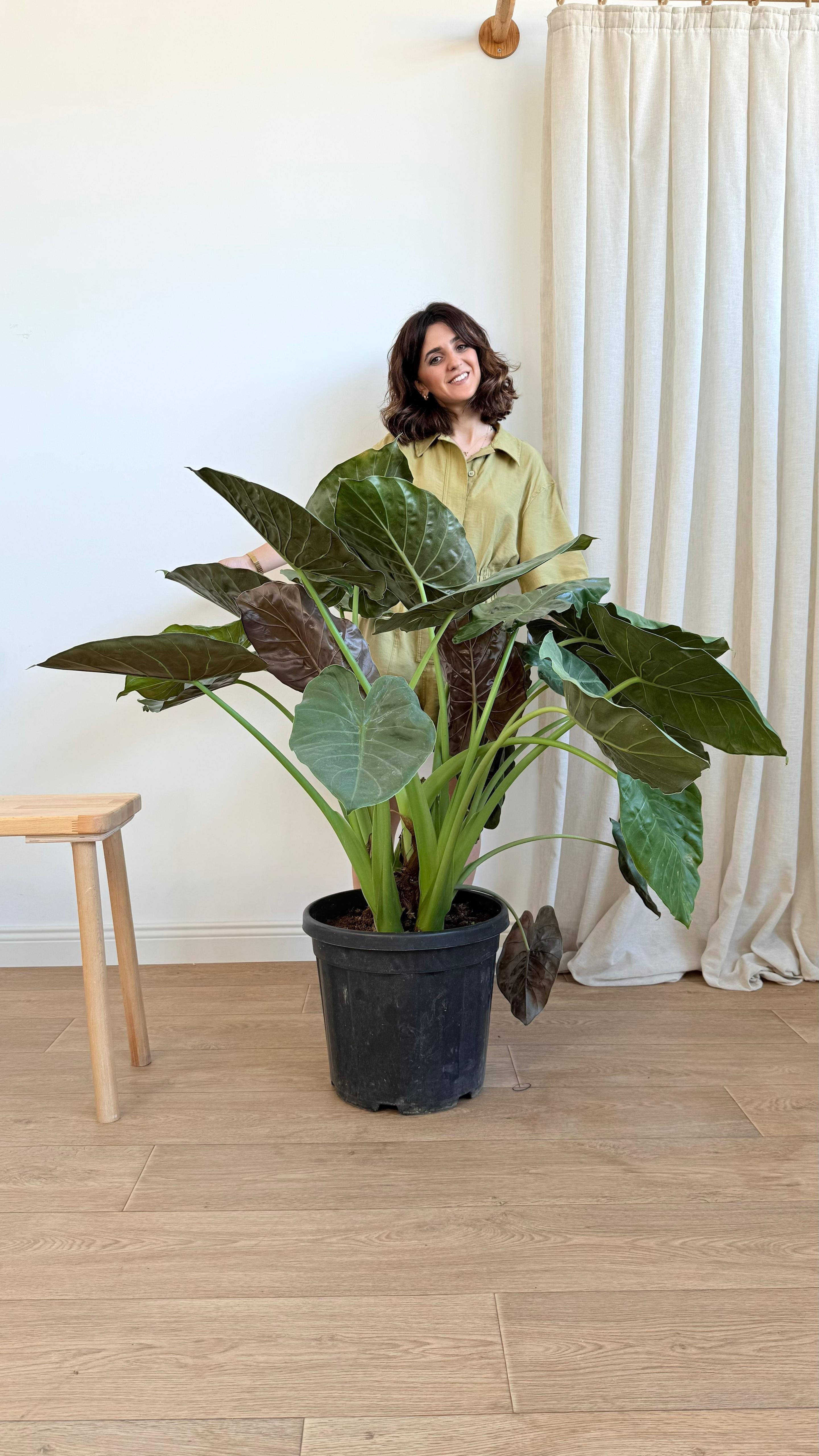 Alocasia Wentii – Anaç Boy (120-130 cm)