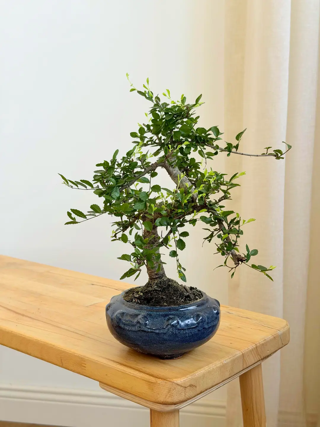 Çin Karaağacı Bonsai Bitkisi