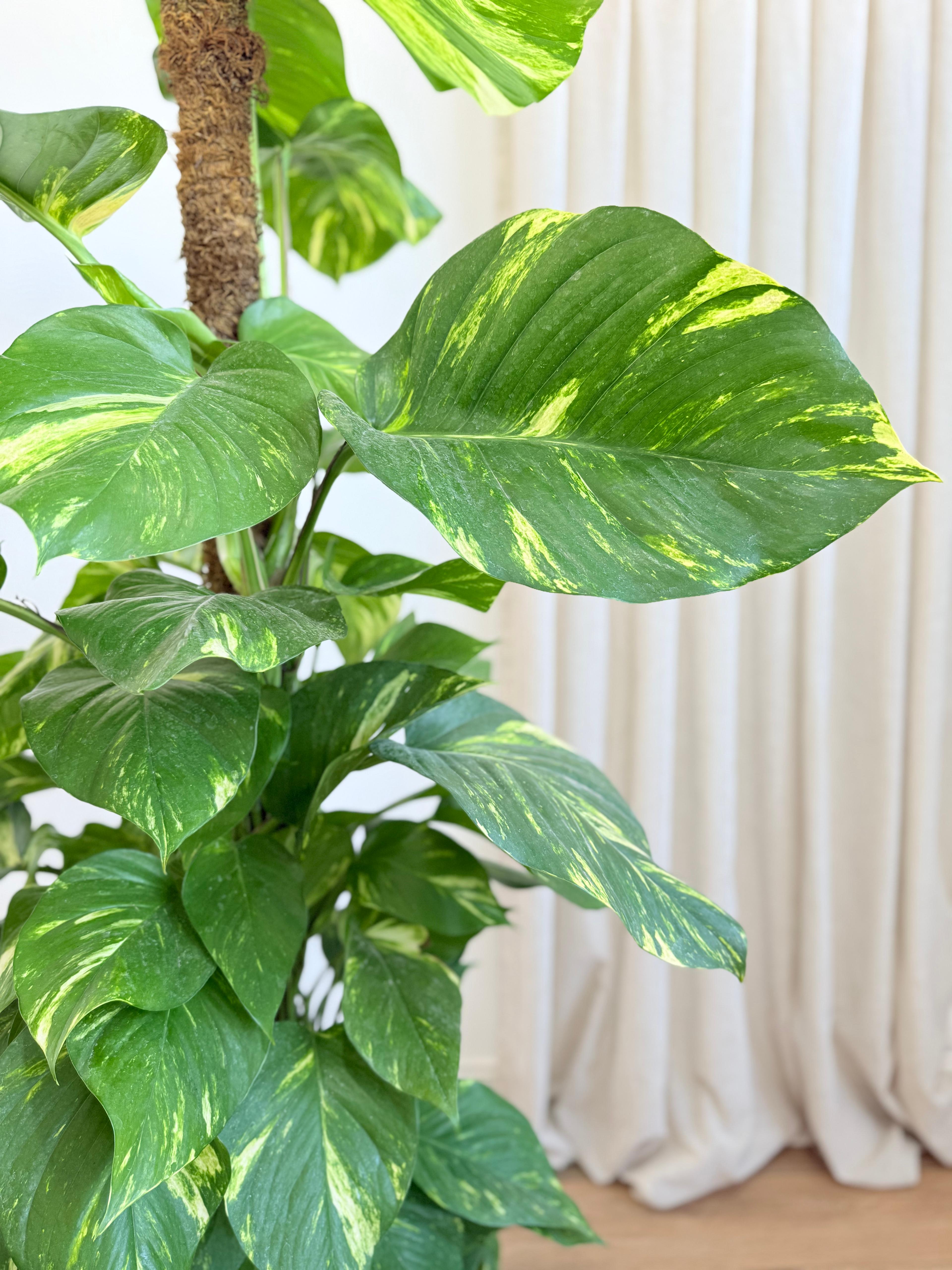 Patos Salon Sarmaşığı 100-120 cm(Golden Pothos - Epipremnum Aureum)