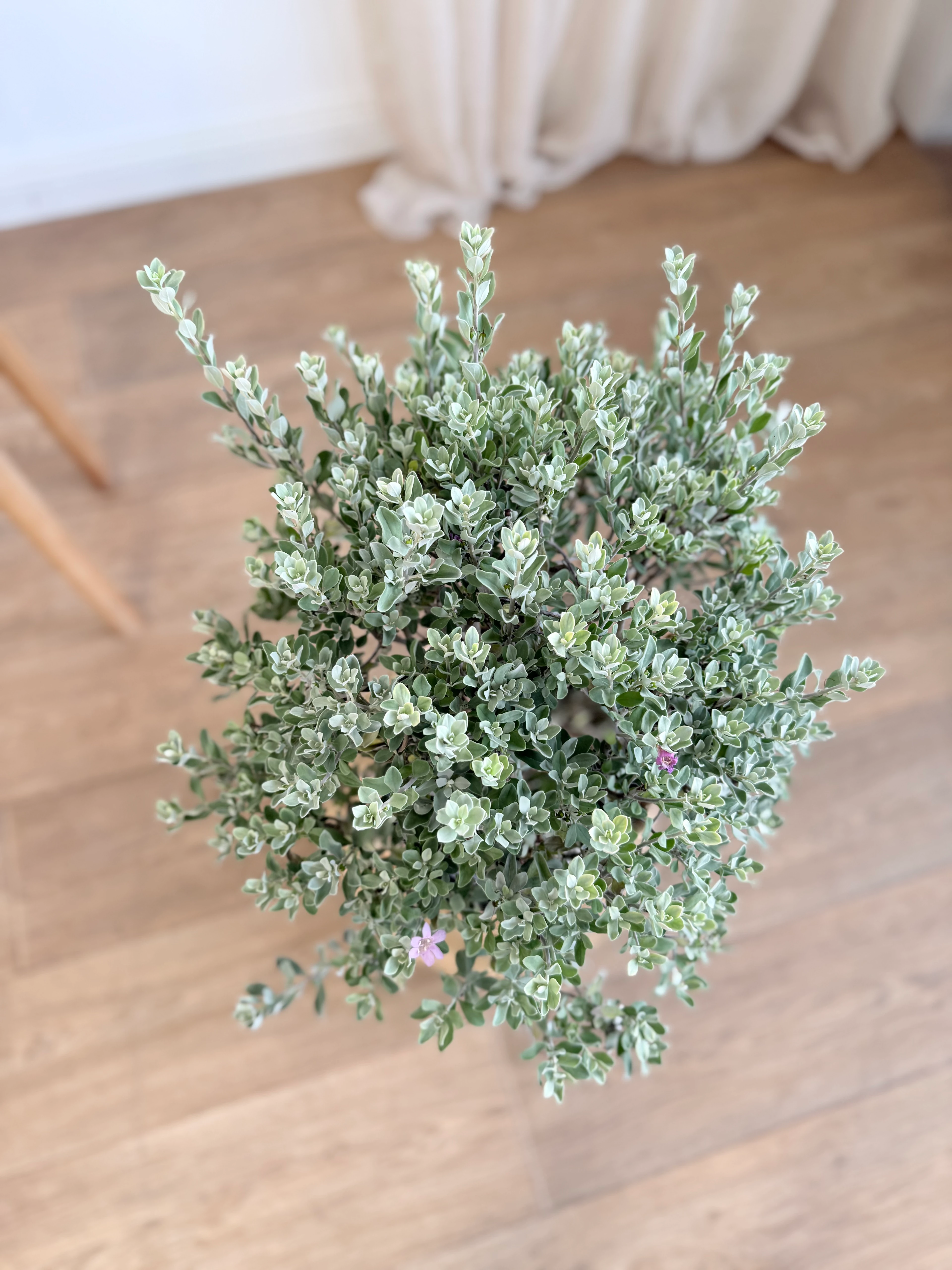 Leucophyllum Frutescens (Texas Sage / Gümüşi Çalı)