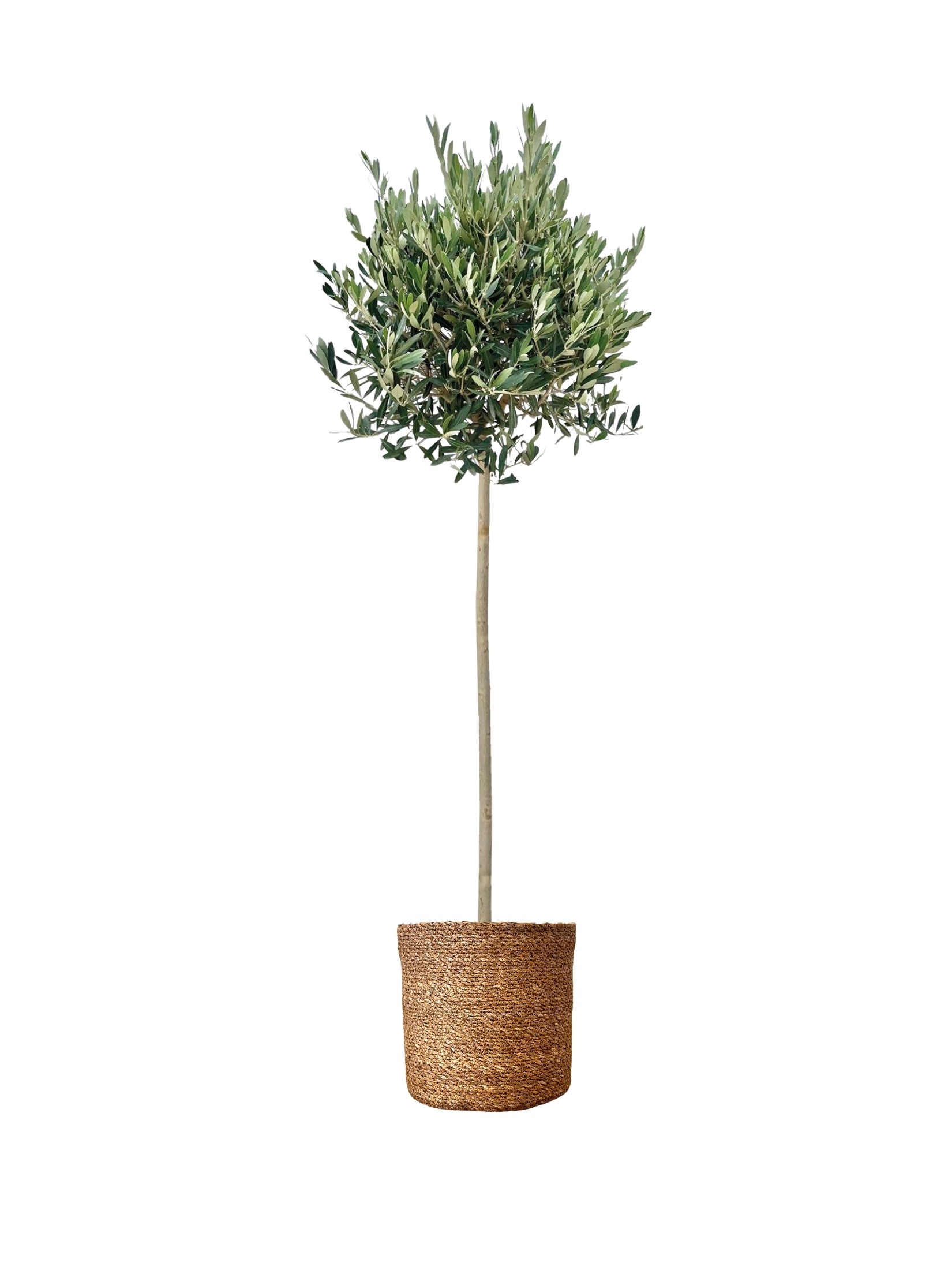 Tijli Bonsai Zeytin (140-150 cm)