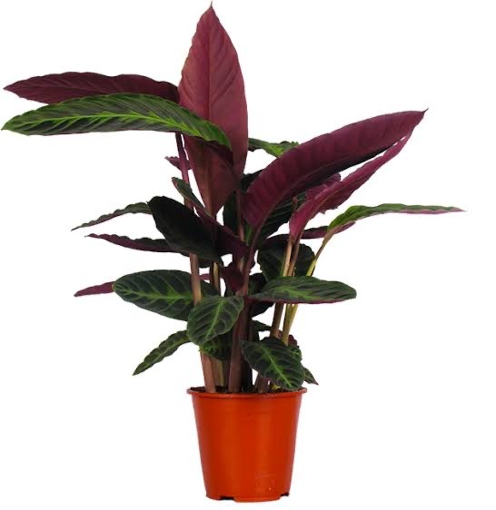 Calathea Warscewiczii (50-50 cm)