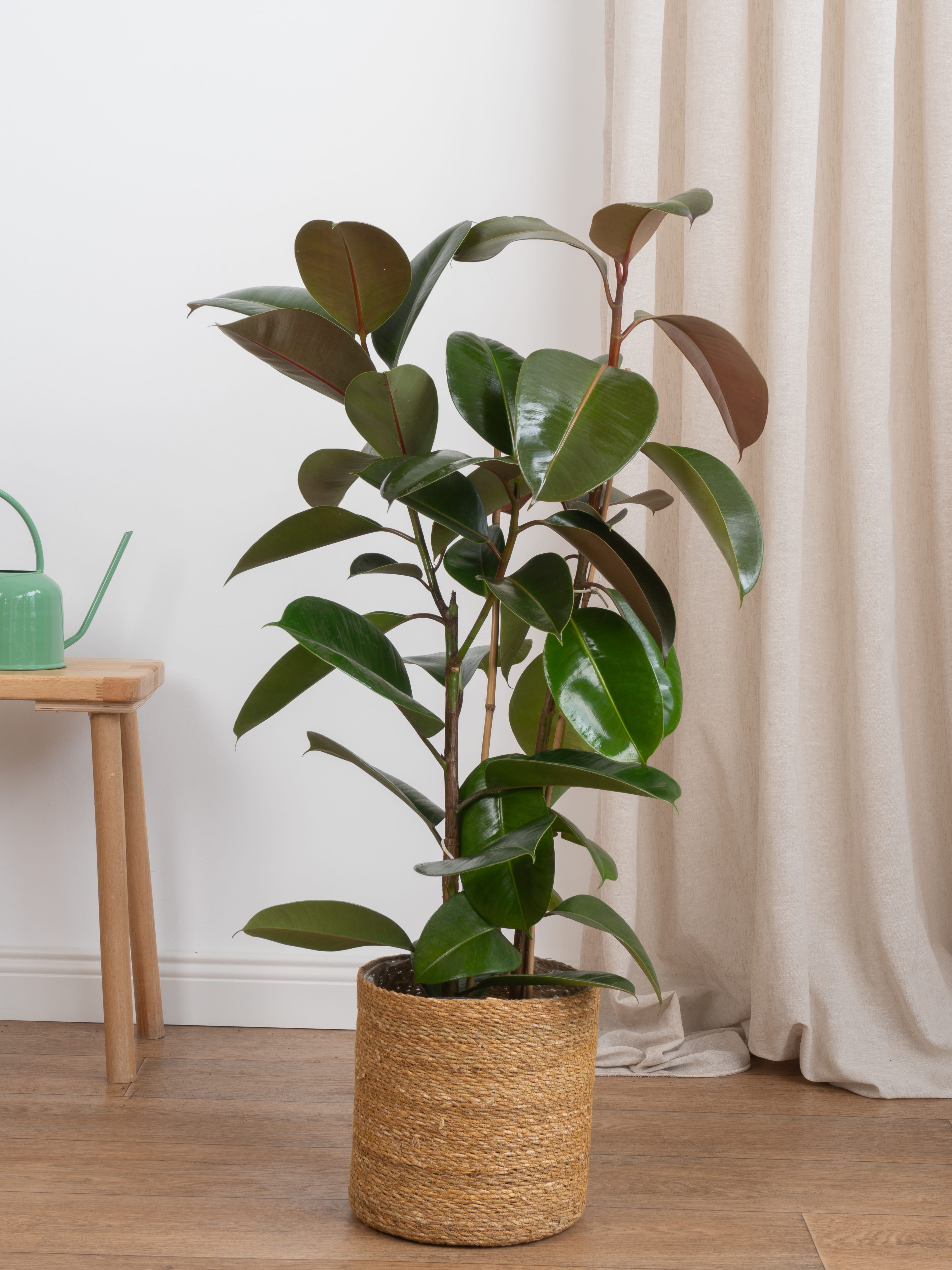 Kauçuk Çiçeği - Yeşil Kauçuk Bitkisi (çift köklü ficus elastica robusta)
