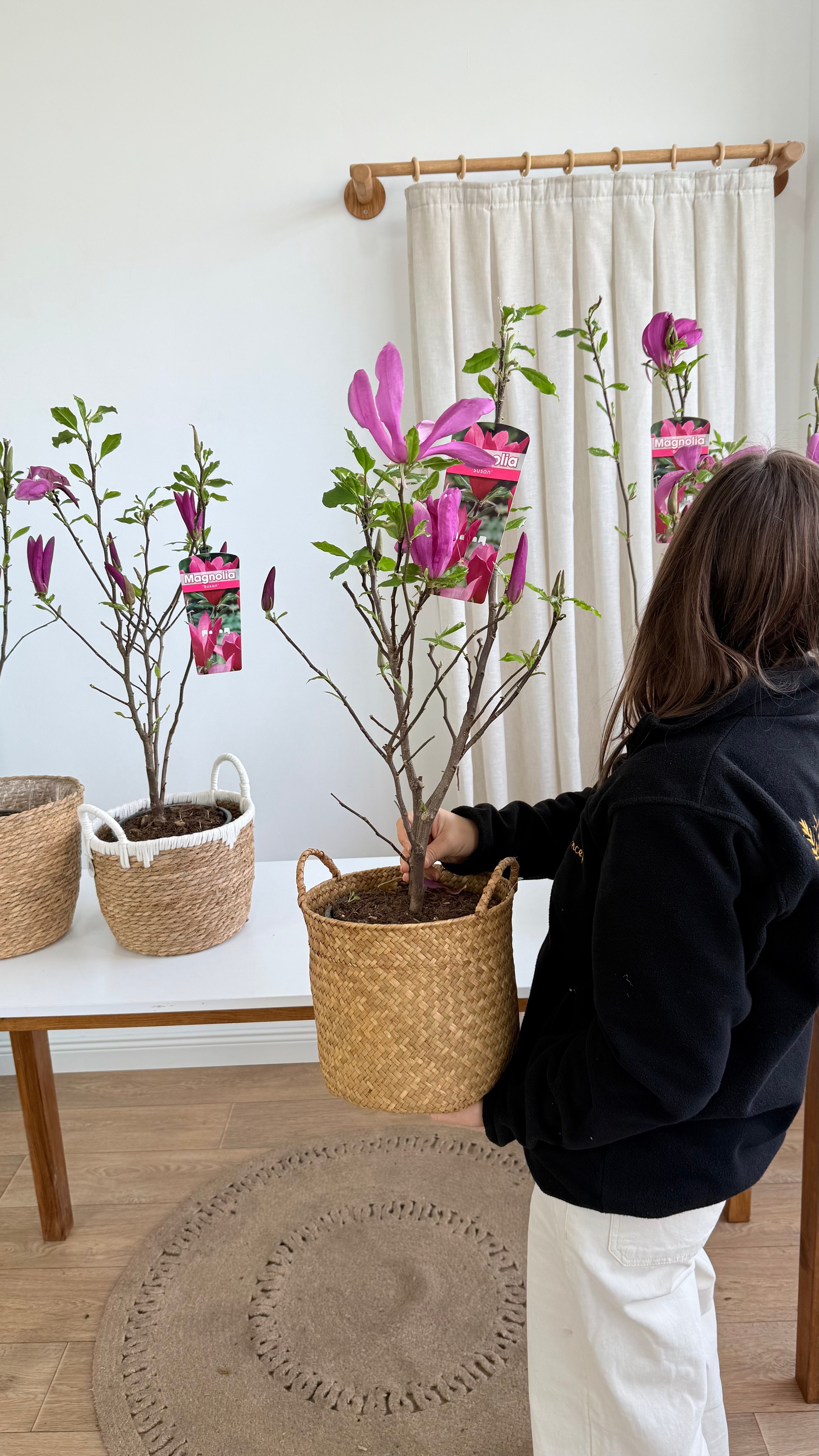 Manolya 80-90 cm/ İthal Premium (Magnolia)