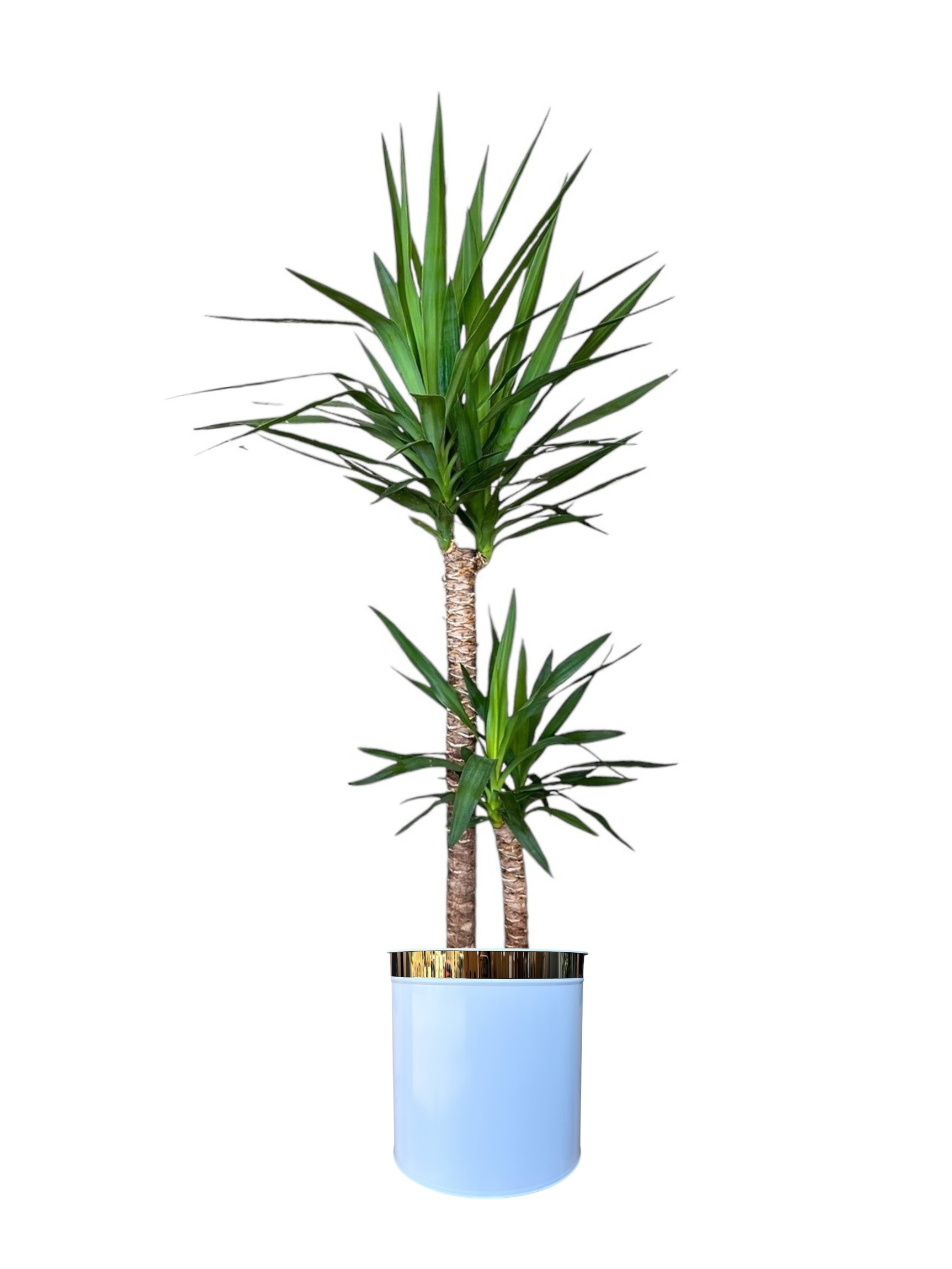 Yucca (Yuka ) İki Kollu 130-140 cm