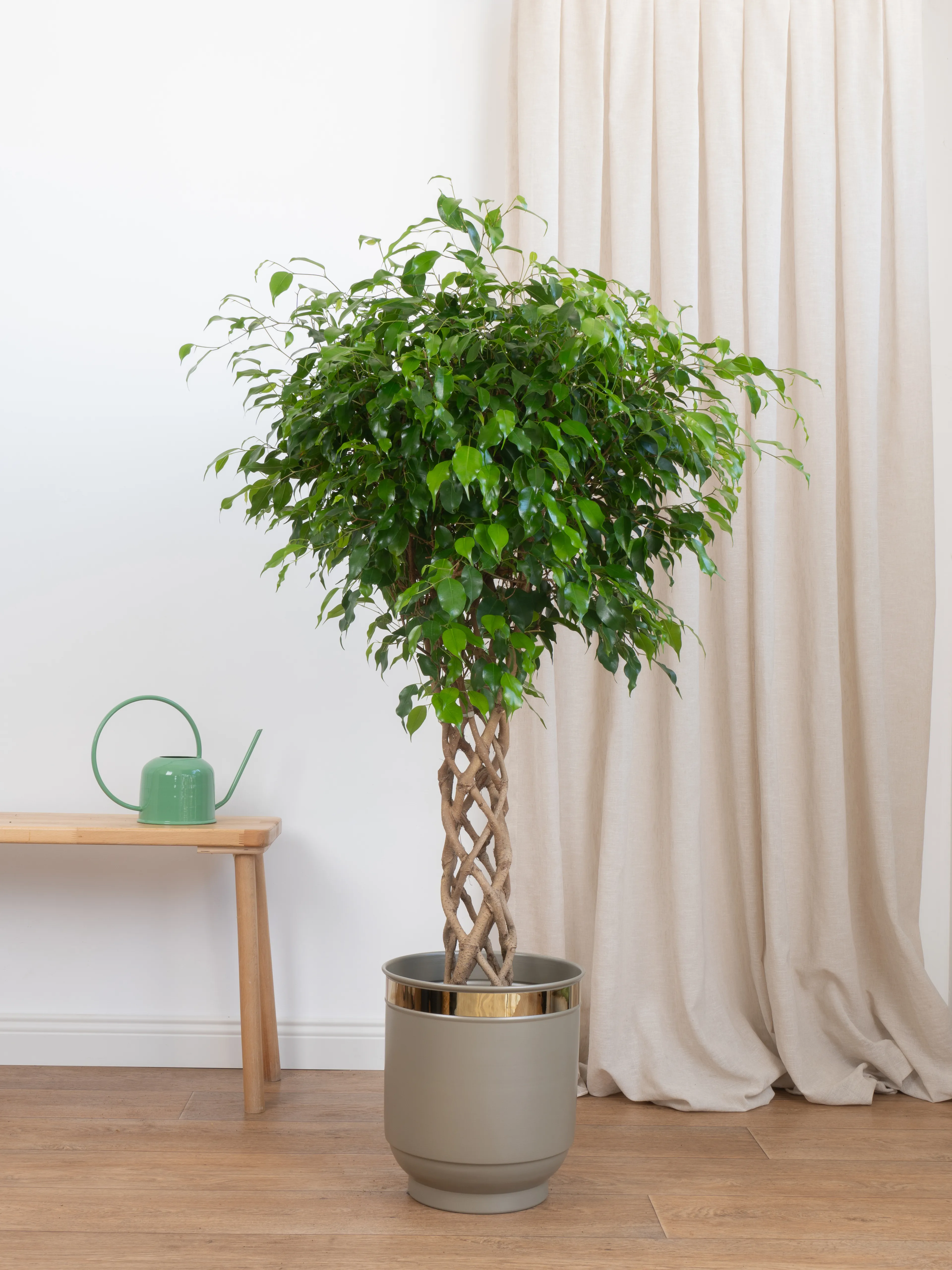 Benjamin Örgülü Kafes Ağlayan İncir Ağacı (Ficus Benjamin Danielle)