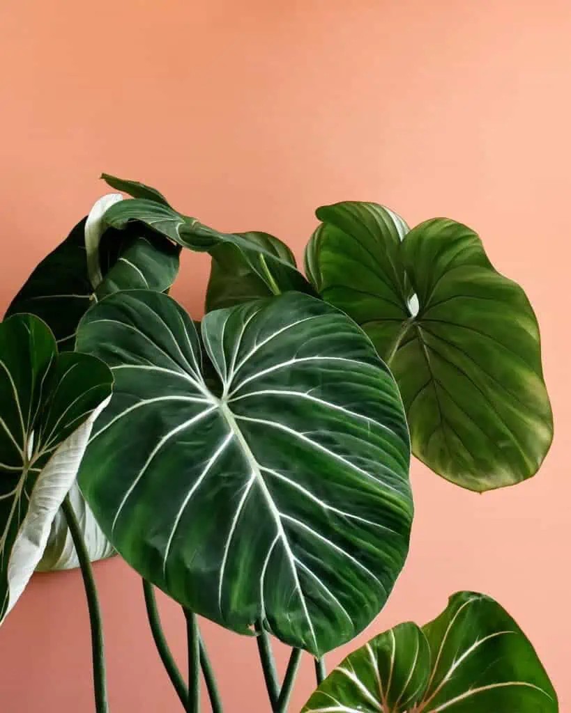 philodendron gloriosum (özel tür)