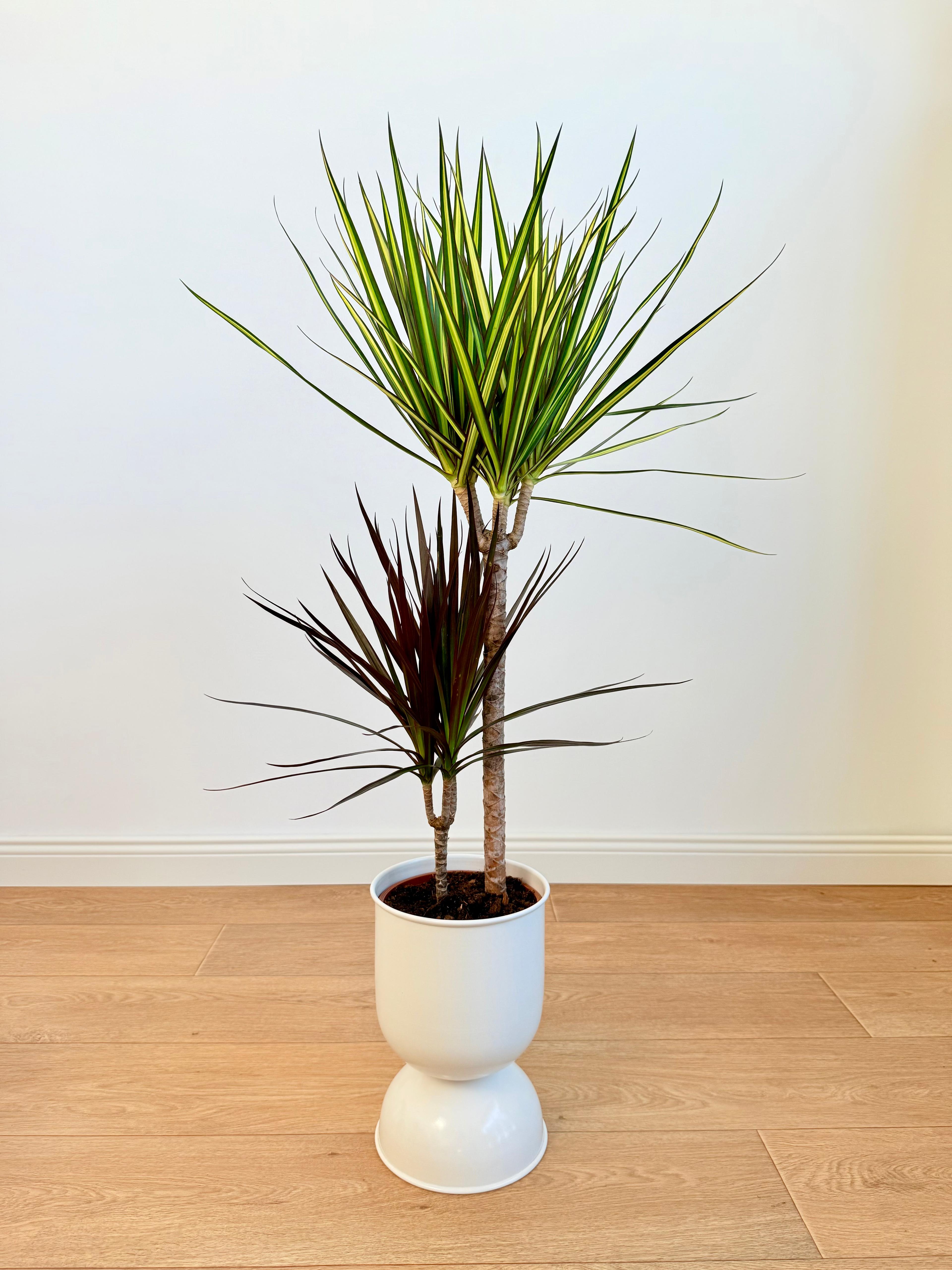Dracaena Marginata Çift Renkli – 100 cm, İki Köklü