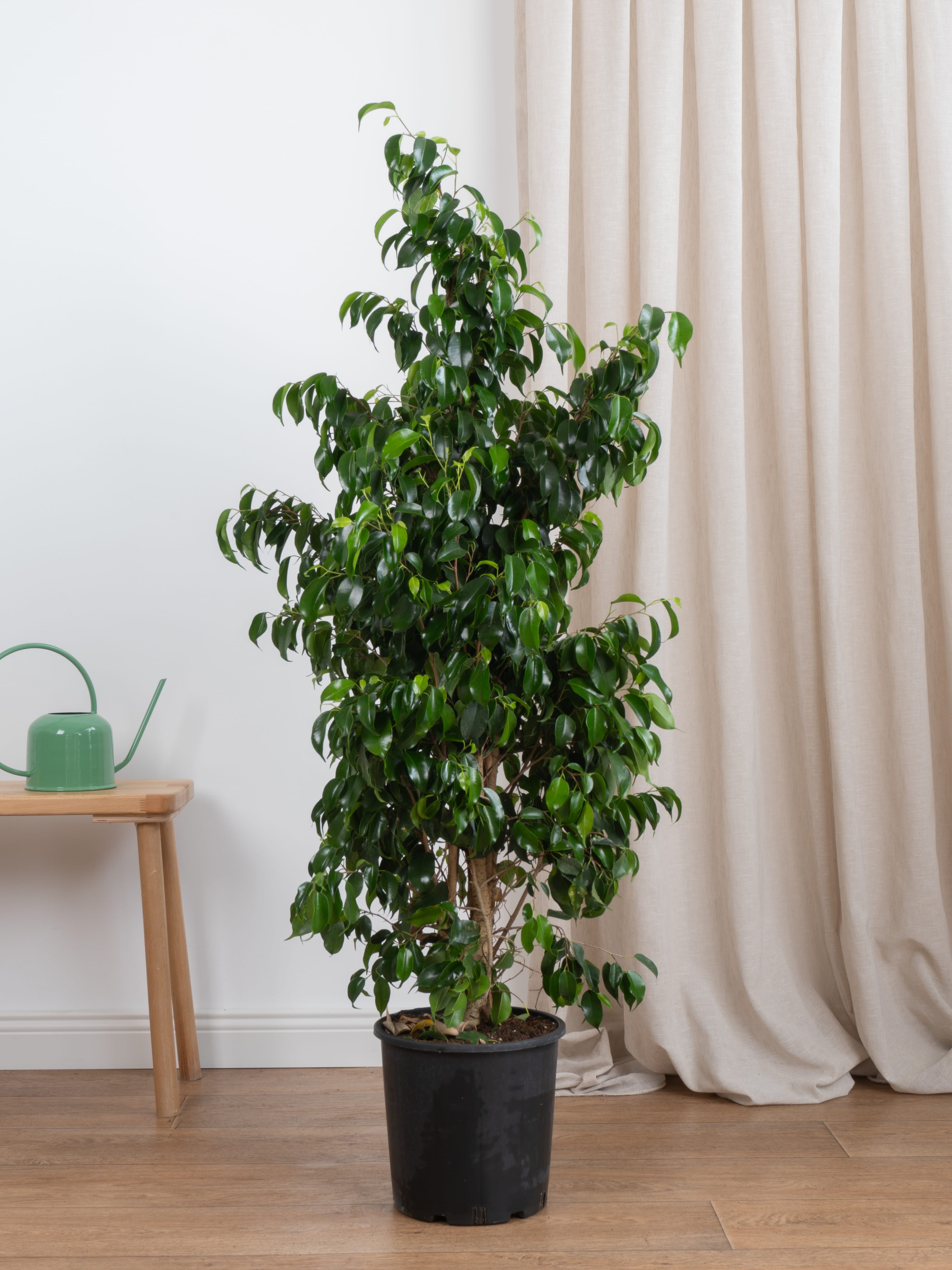 Ficus Benjamin Danielle 150-160 cm (Koyu Yeşil Benjamin)