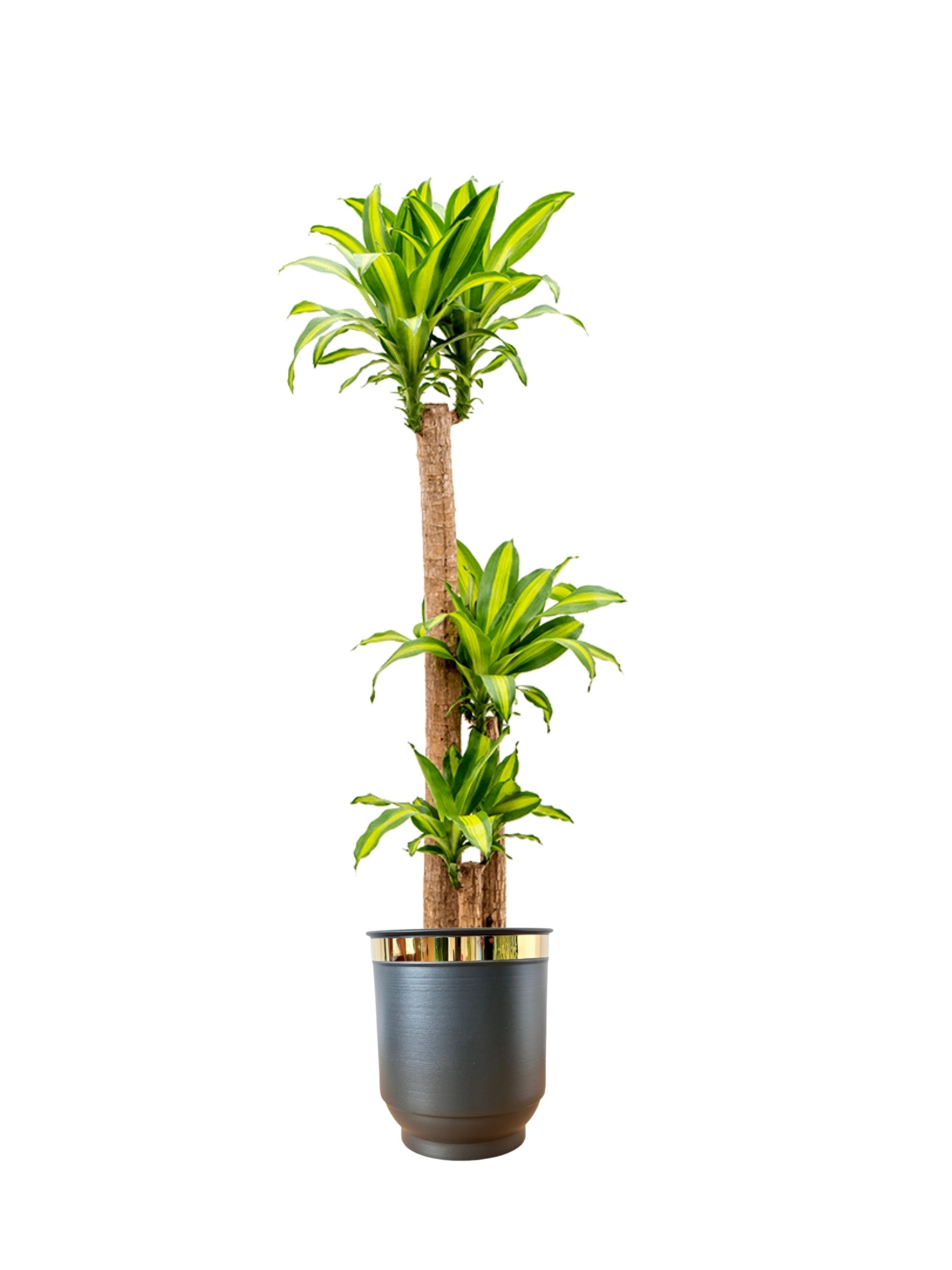 Massengena  Üç Kollu 130-150 cm yuka