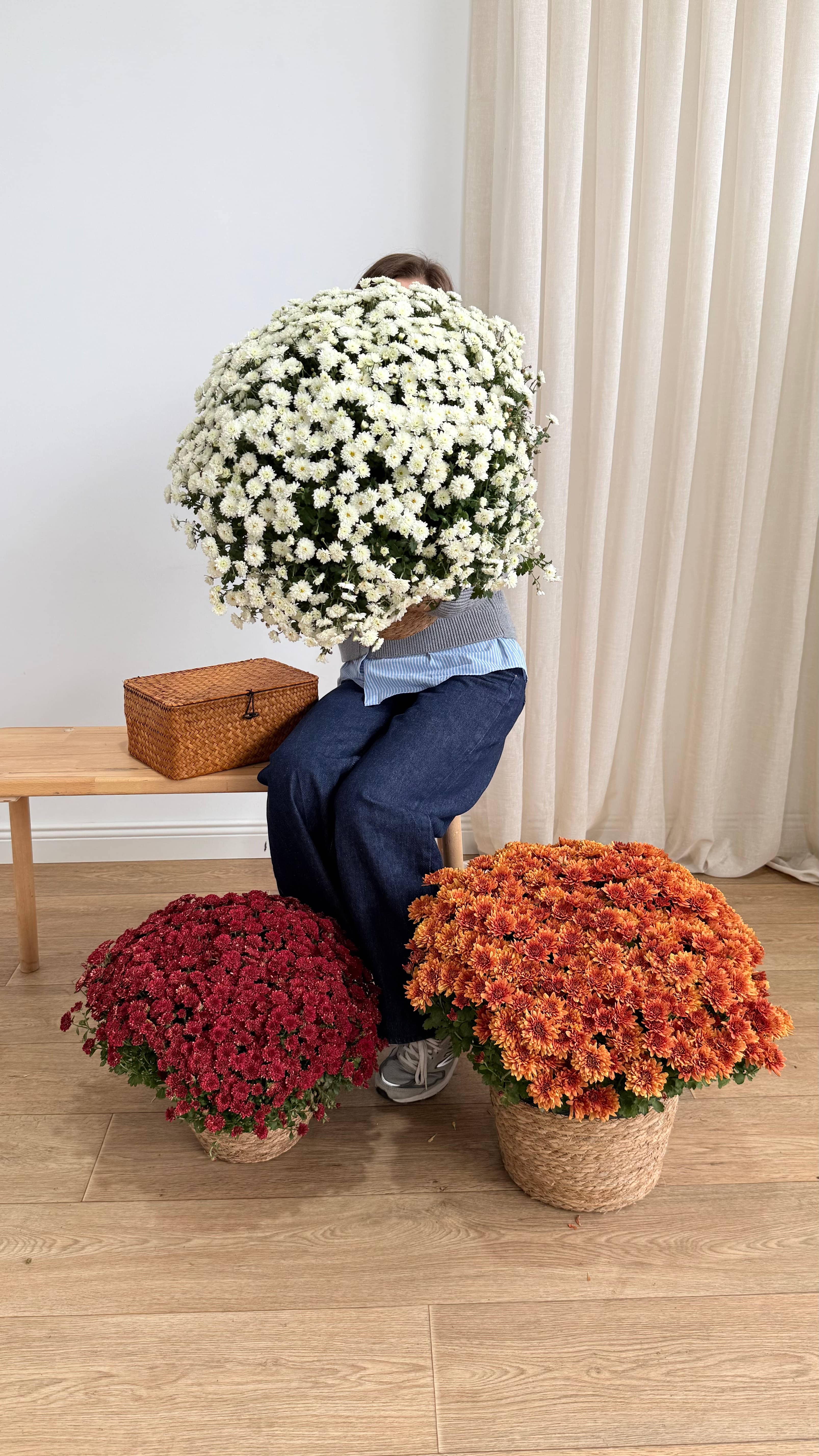 XXL Kasımpatı Turuncu(Chrysanthemum morifolium)