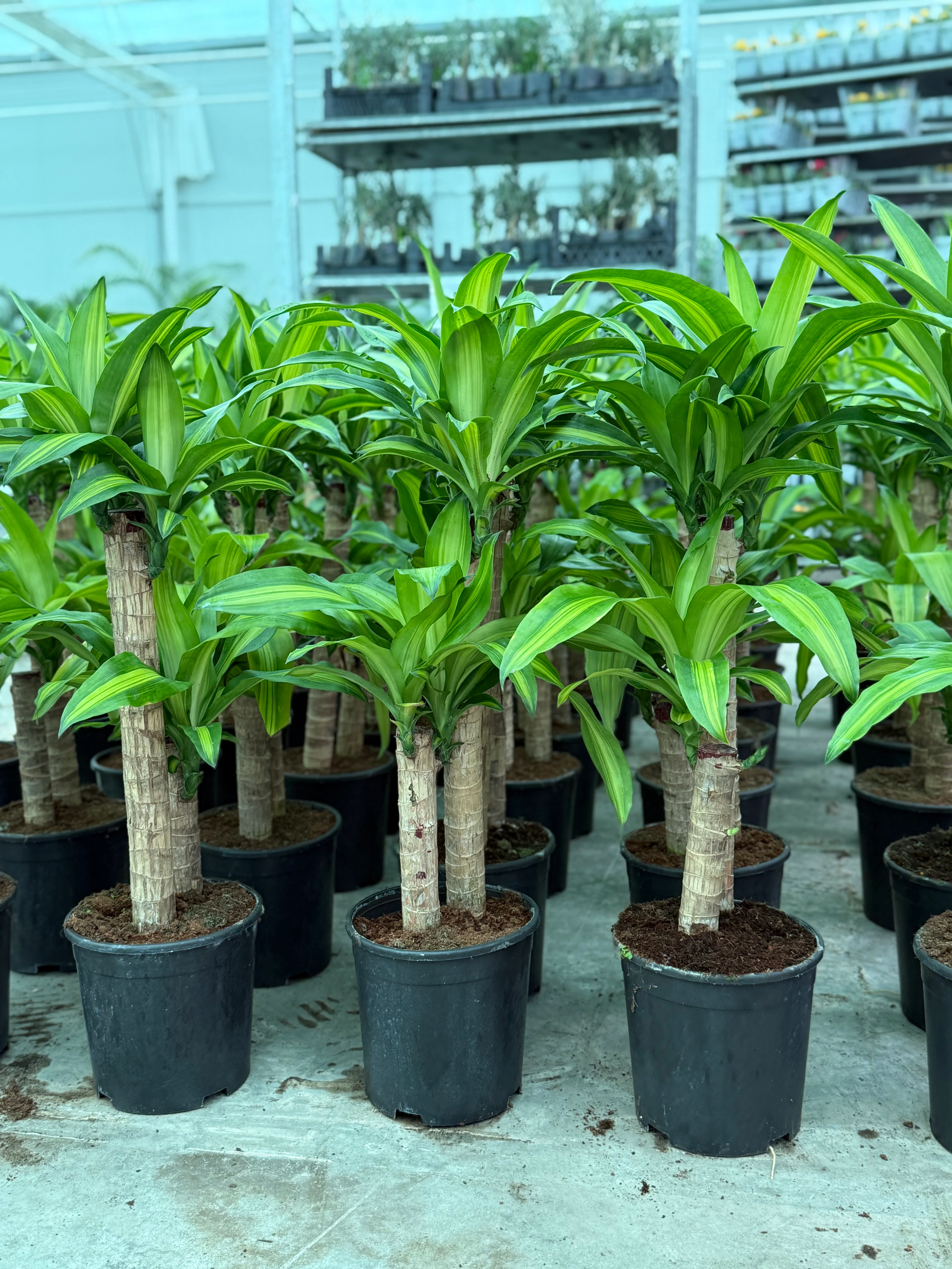 Favori Bitki Seti (110 cm Areka Palmiyesi- 80 cm Massengena İki Kollu- Masa Boy Kılıç)