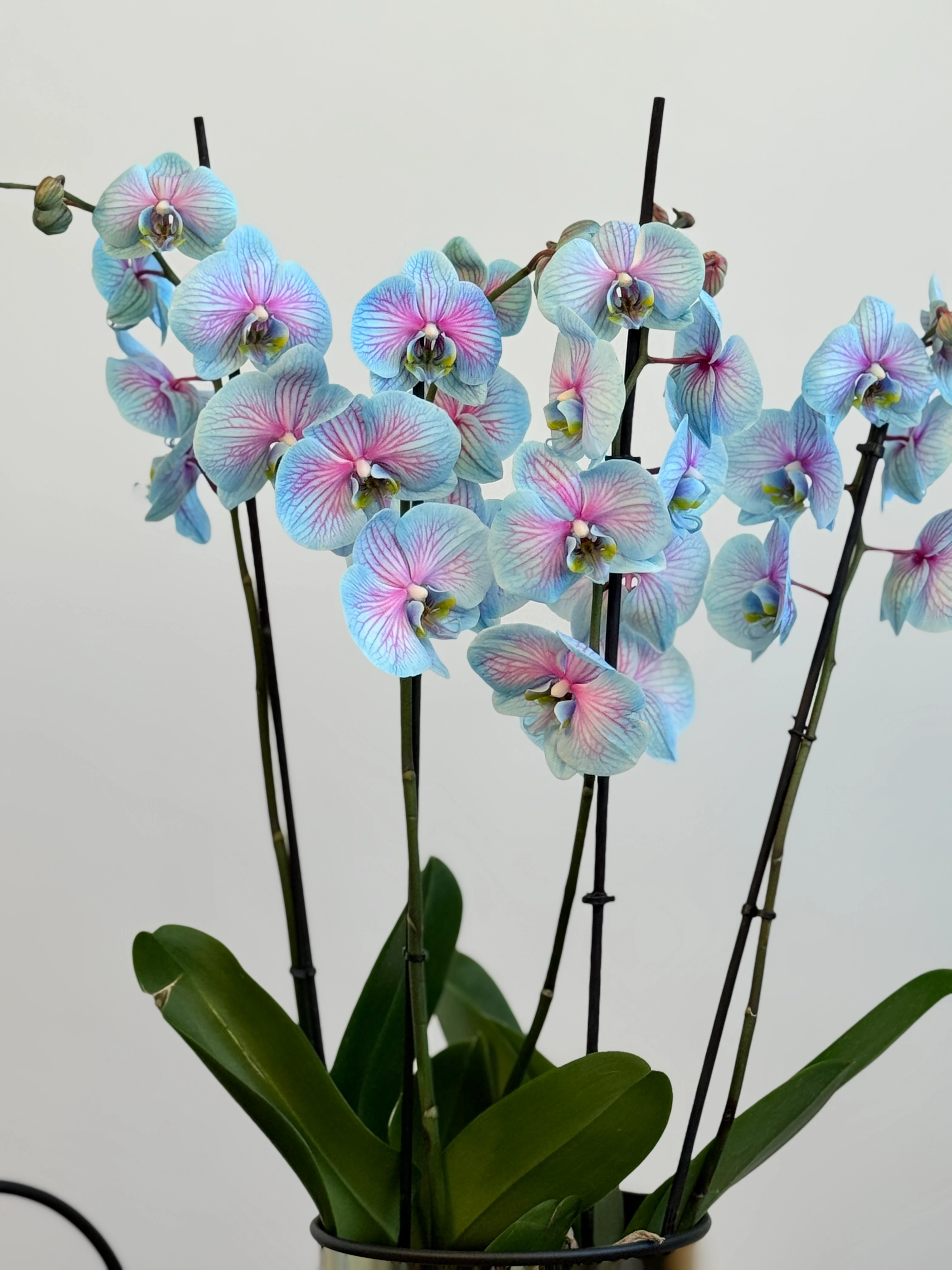 Orkide Pembe Mavi Wonder Dört Dallı (İthal Premium)