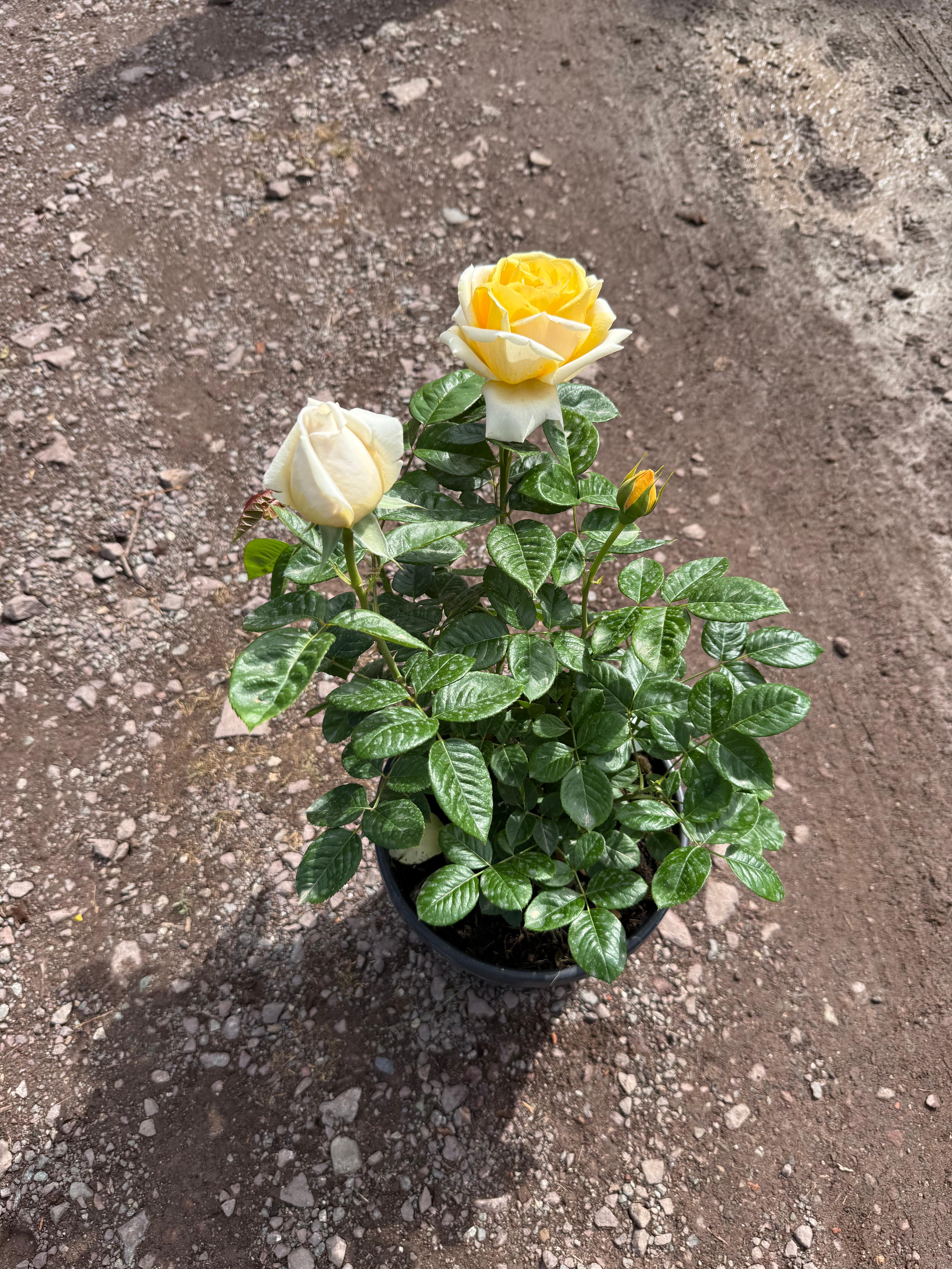 Teodora Sarı Gül – 50-60 cm, Çok Köklü, Patentli Özel Seri (20 cm Saksıda)