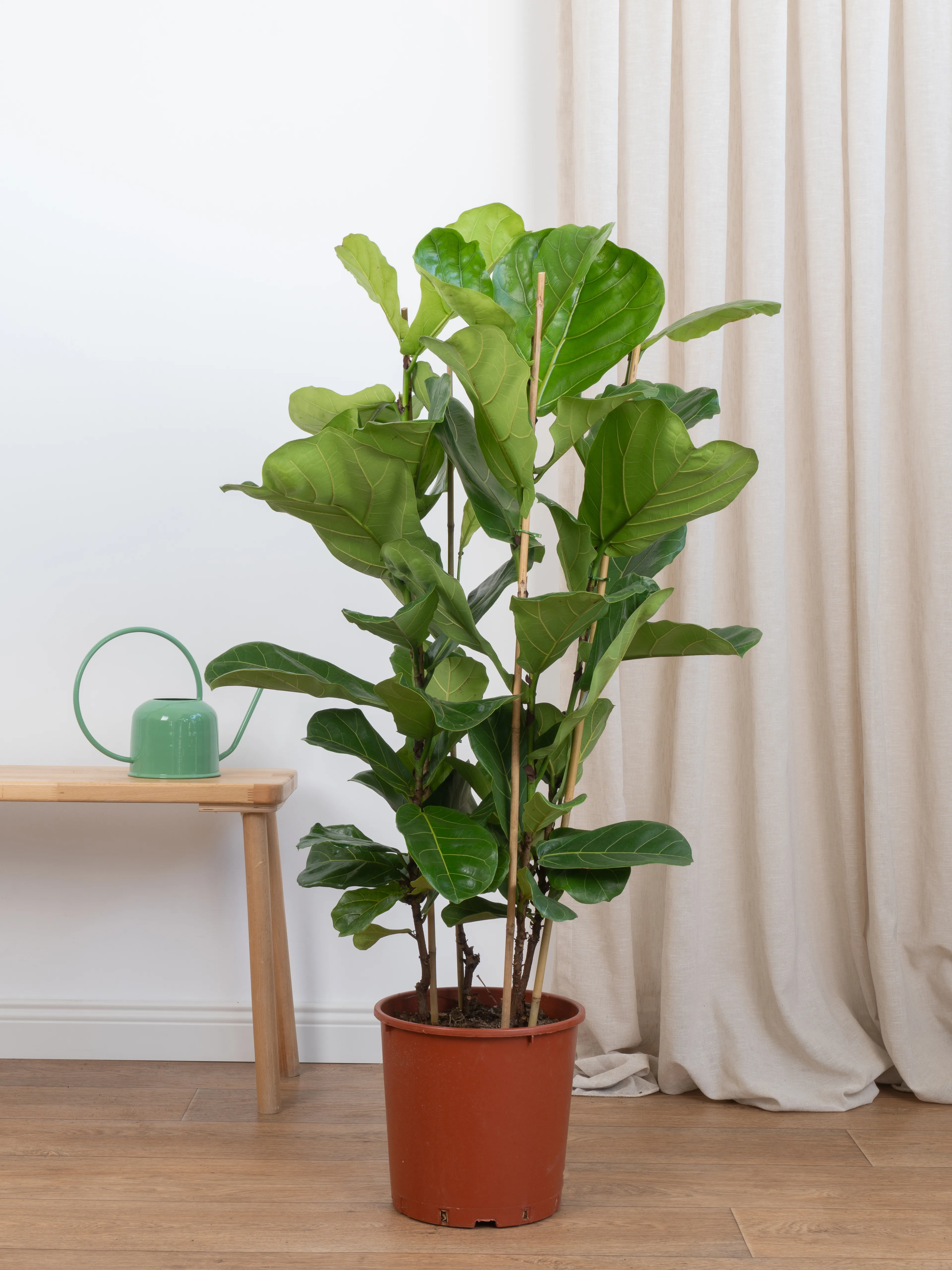 Ficus Lyrata Üç Köklü 110-120 cm