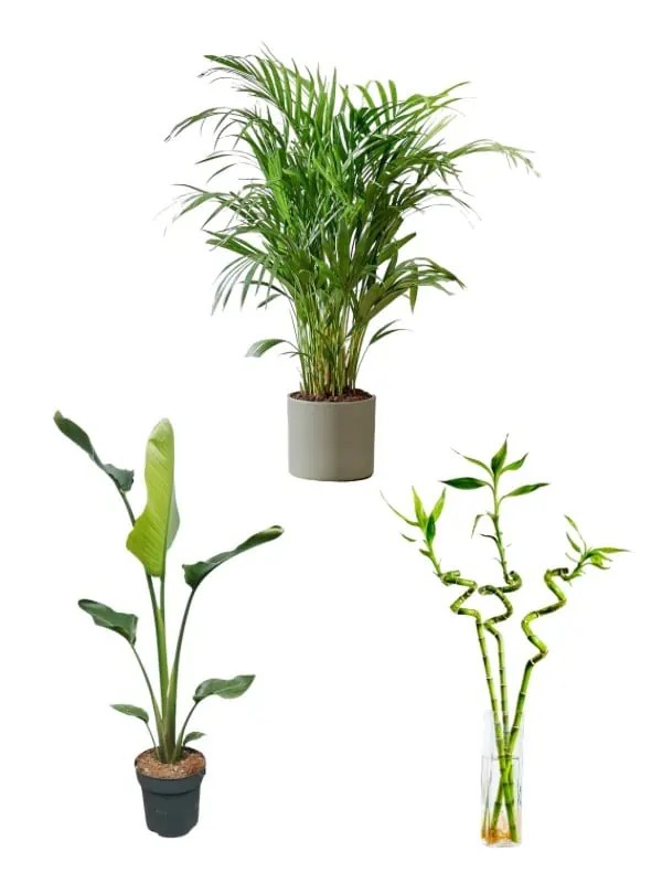 Favori Bitki Seti (80-100 cm areka palmiyesi- üç adet bambu 80-100 cm - starliçe 80-100 cm tek kök )