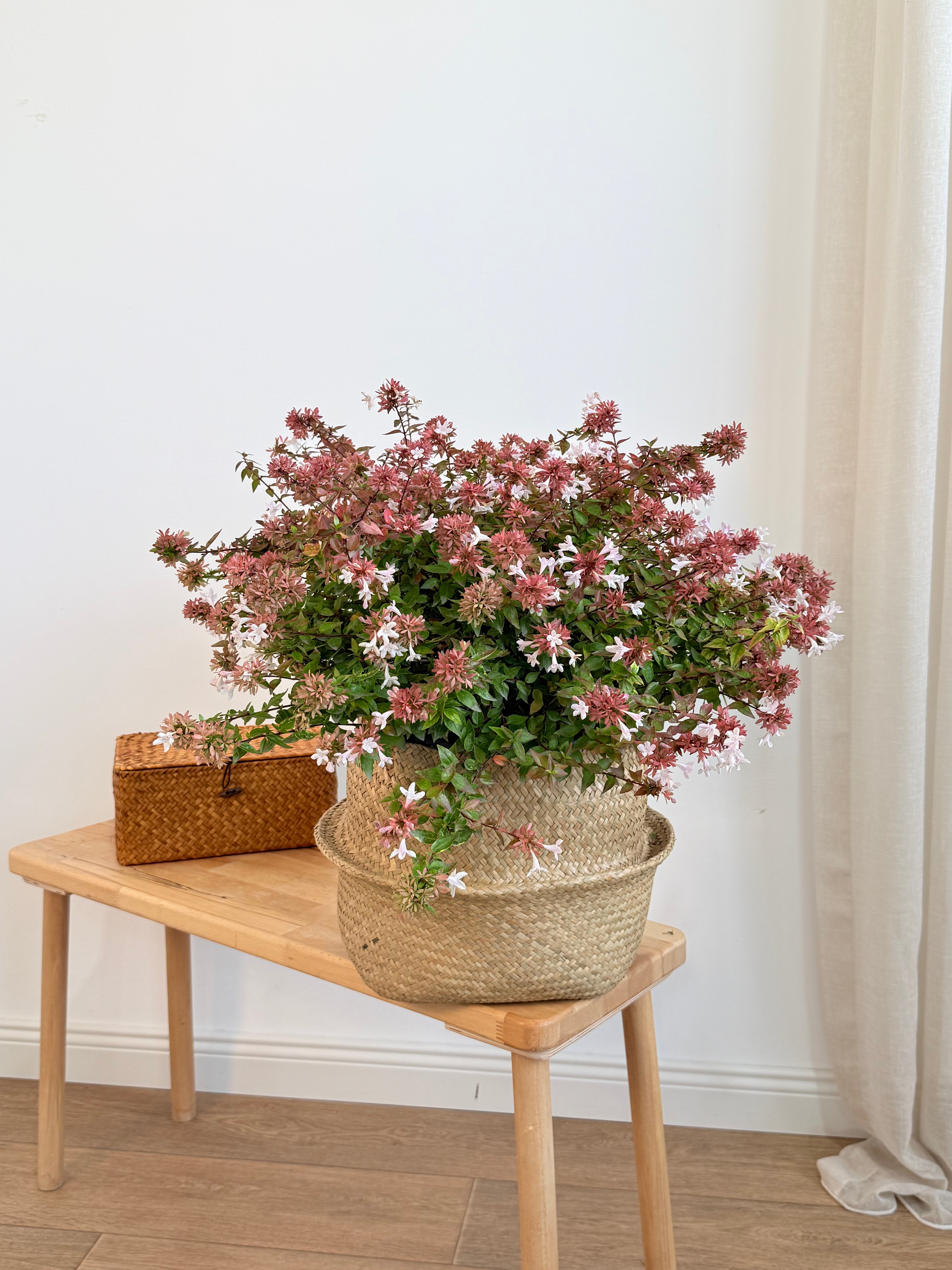 Abelya (Abelia) Pink Güzellik Çalısı