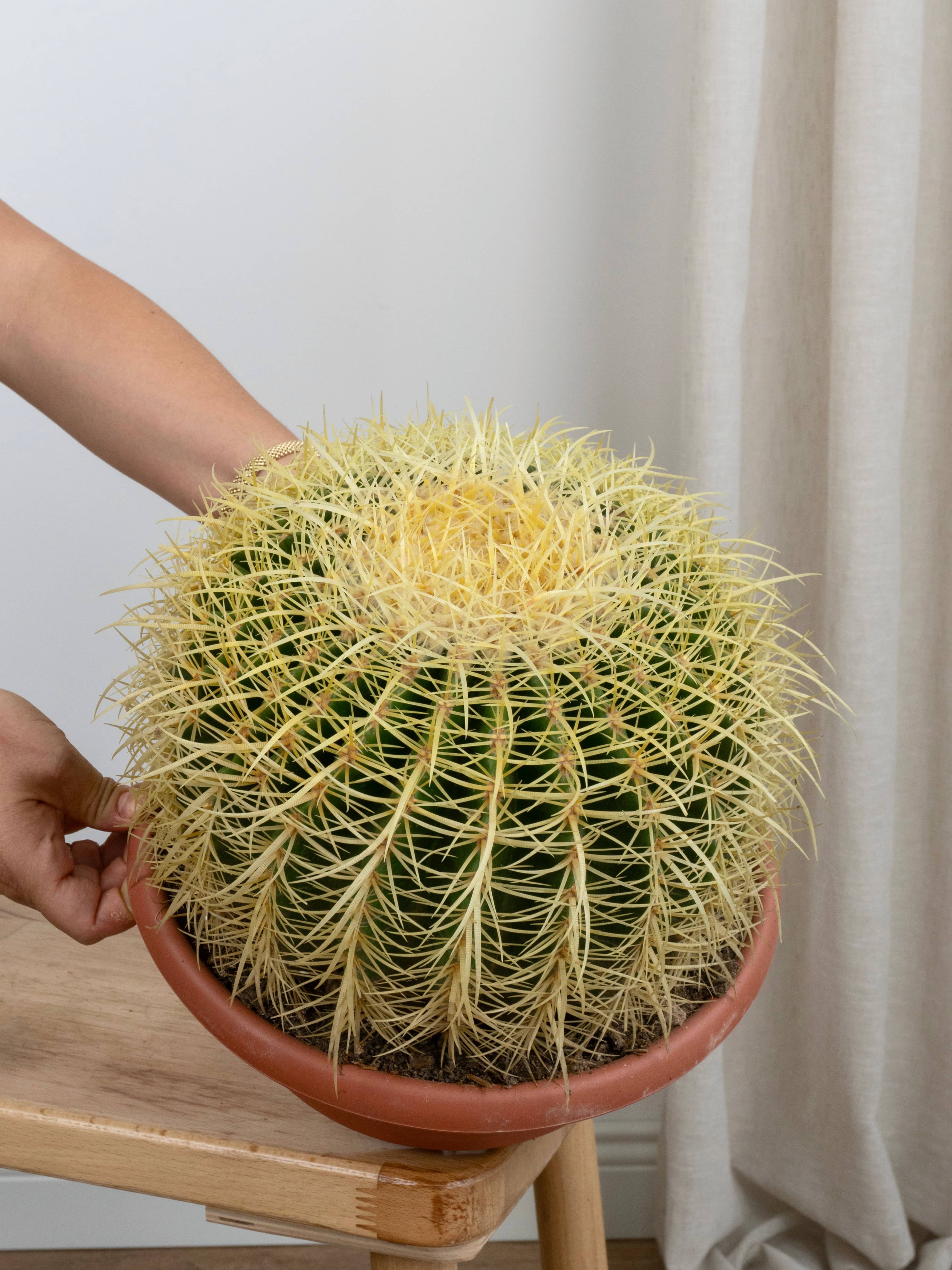 Echino caktus Crusoni (30-40 cm çap) | Kaktüs